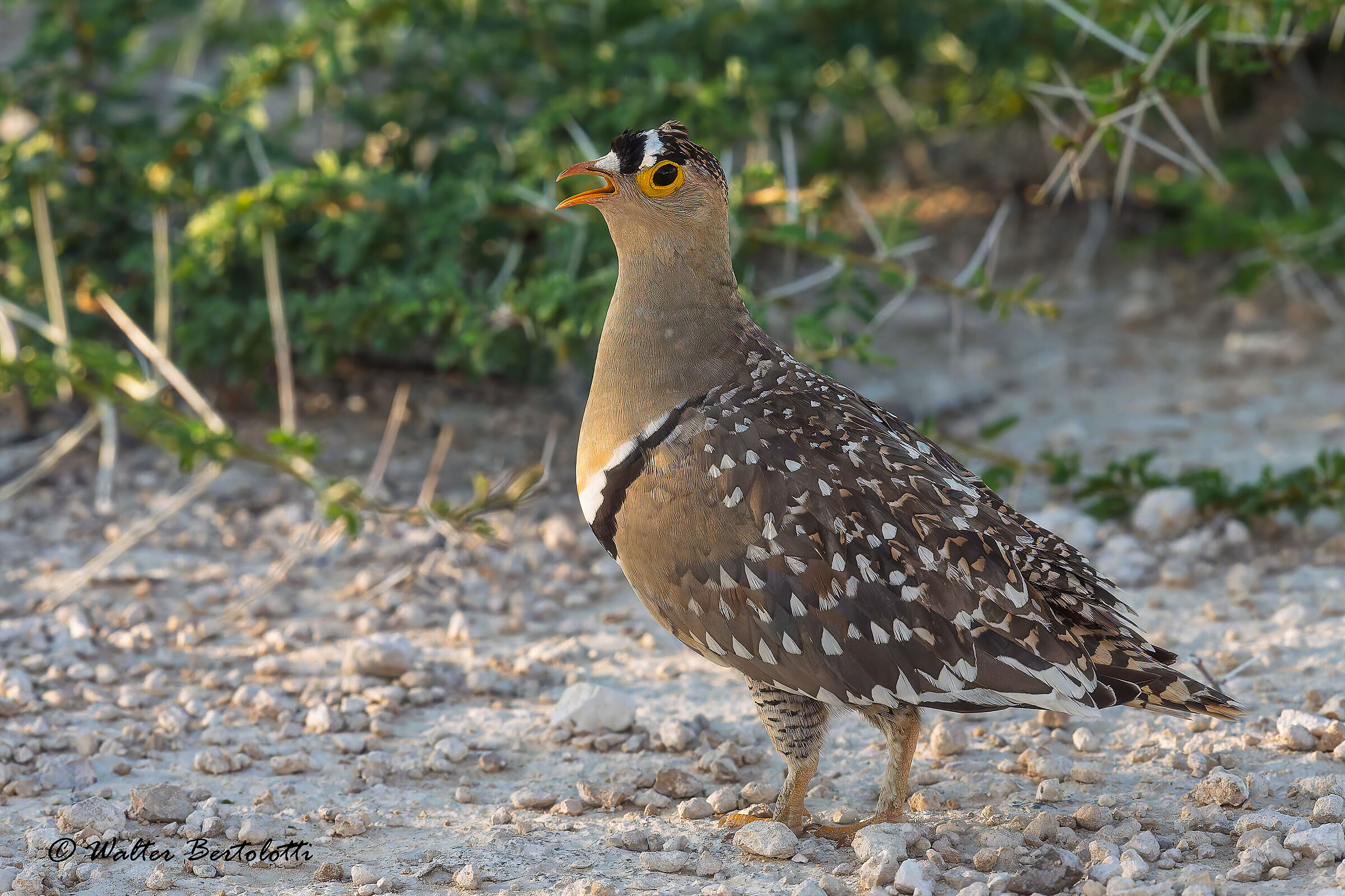 Grandule doppiabanda