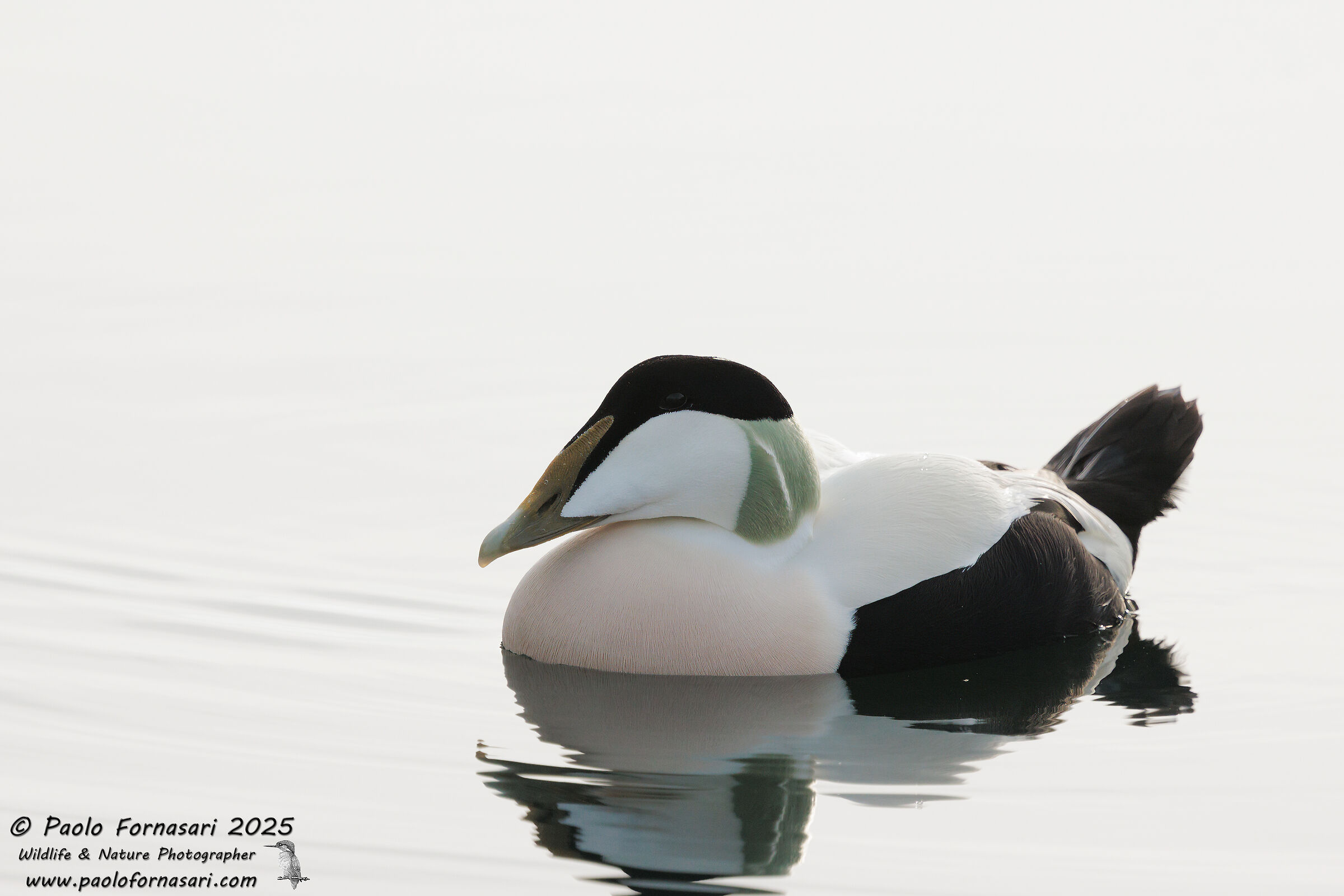 Eider (Somateria mollissima)