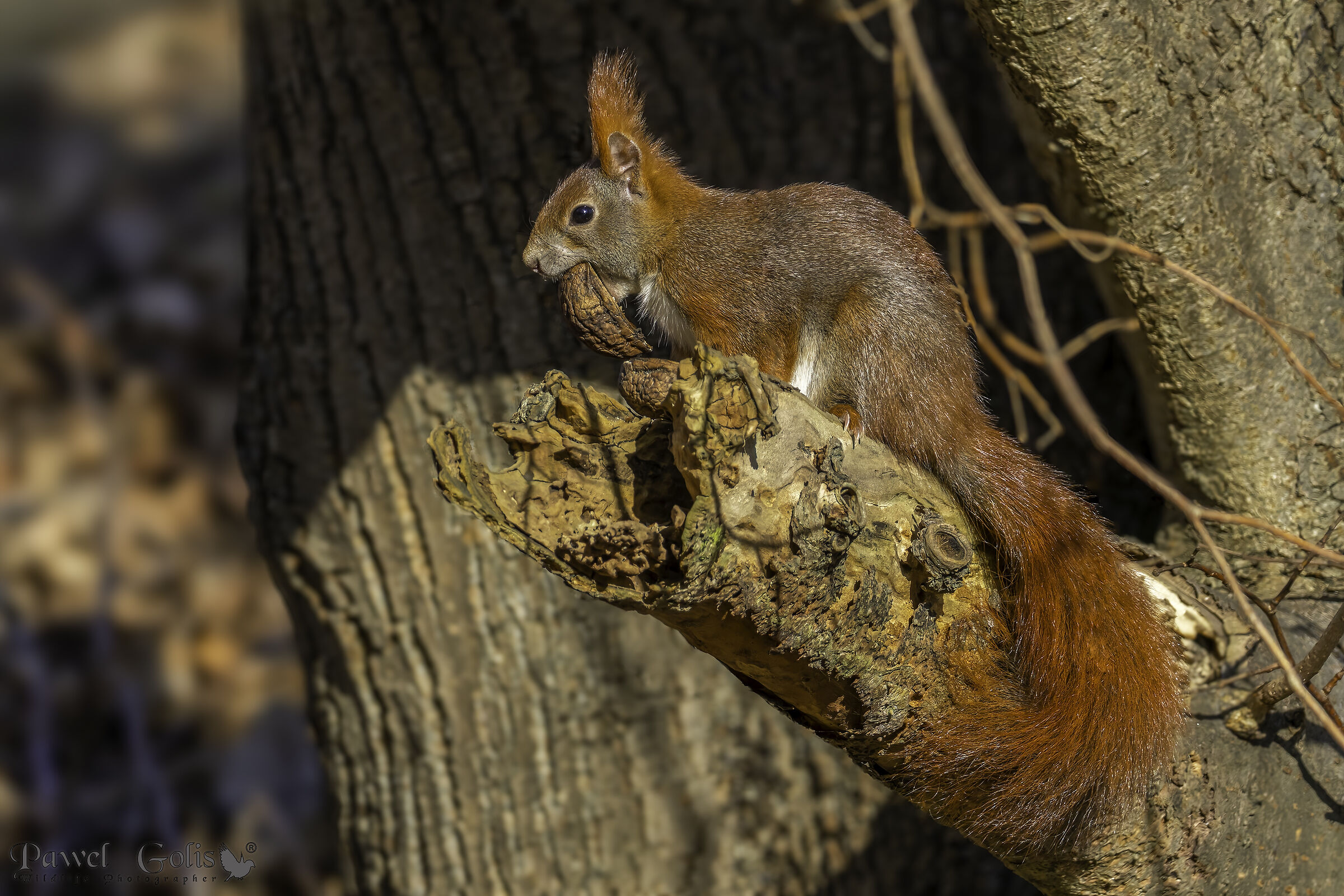 Scoiattolo rosso eurasiatico (Sciurus vulgaris)