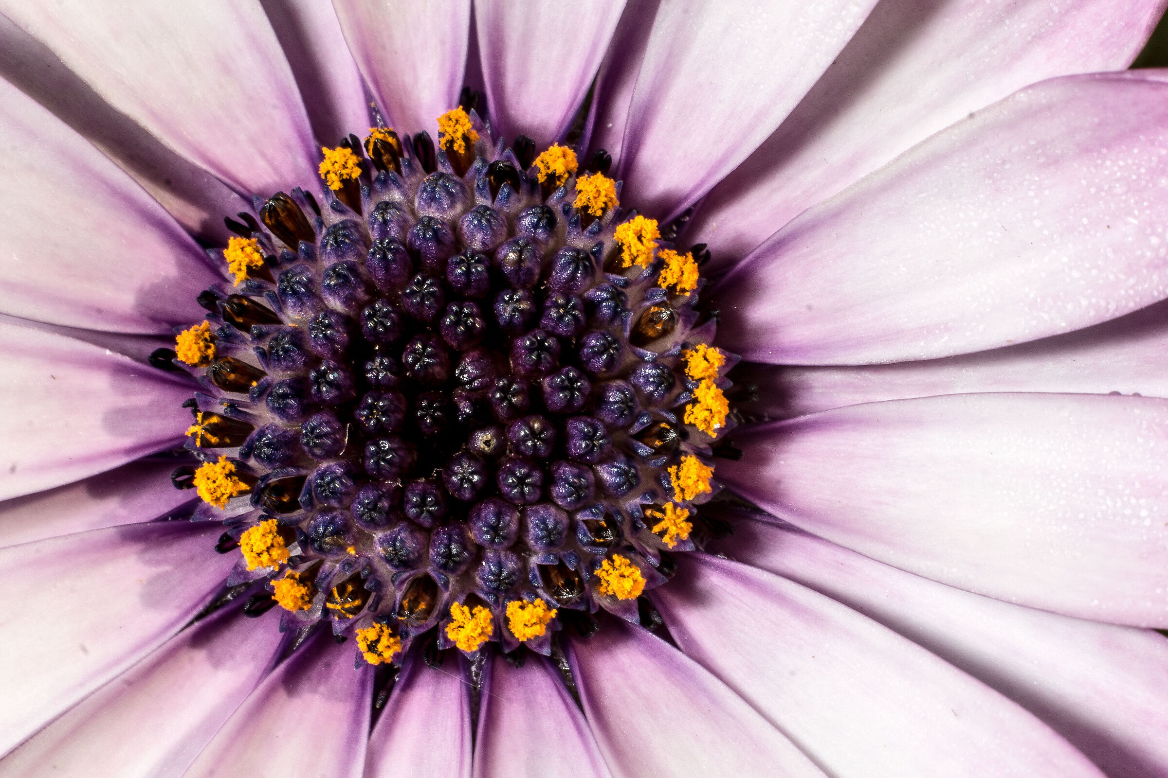 dentro un fiore