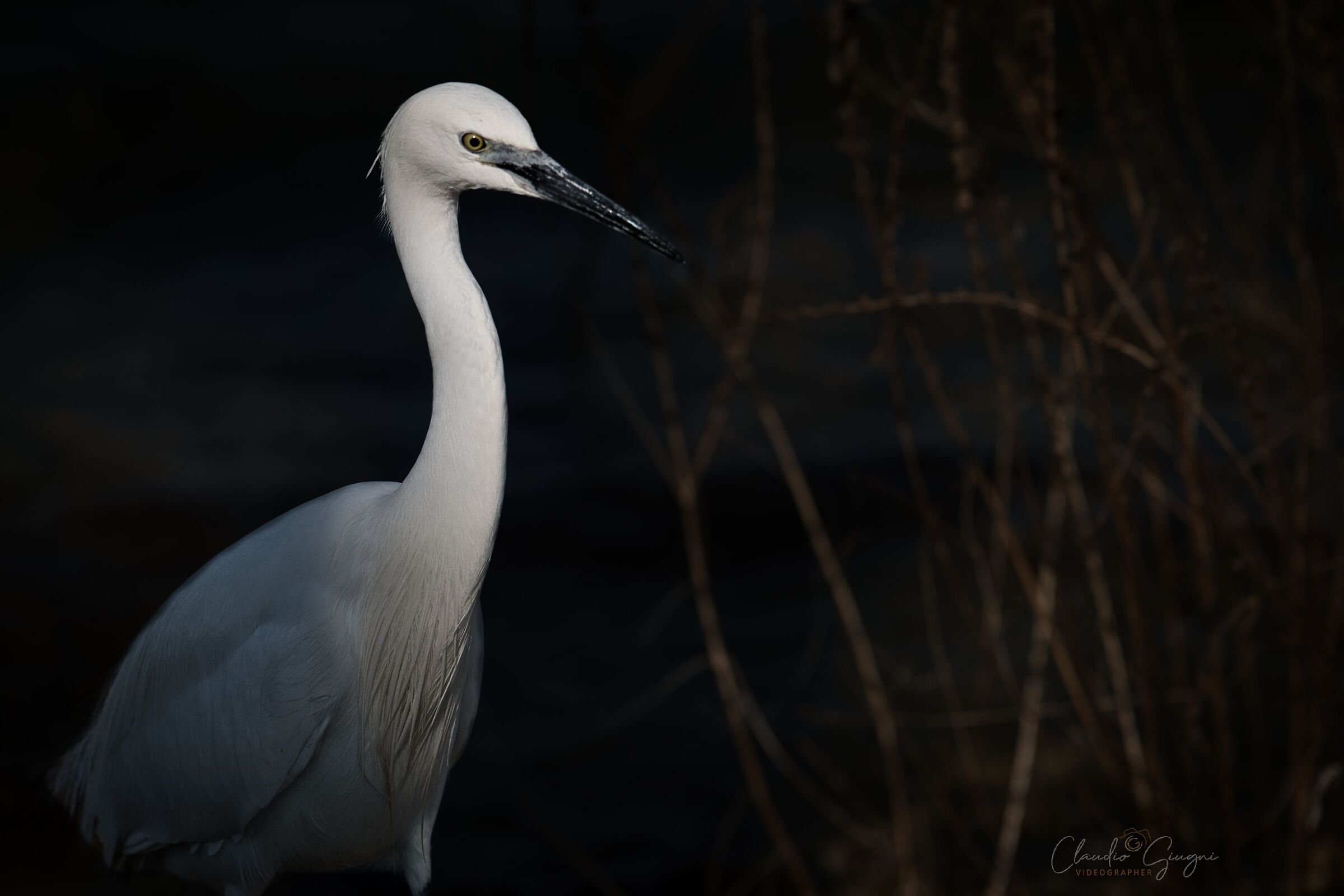 Egret