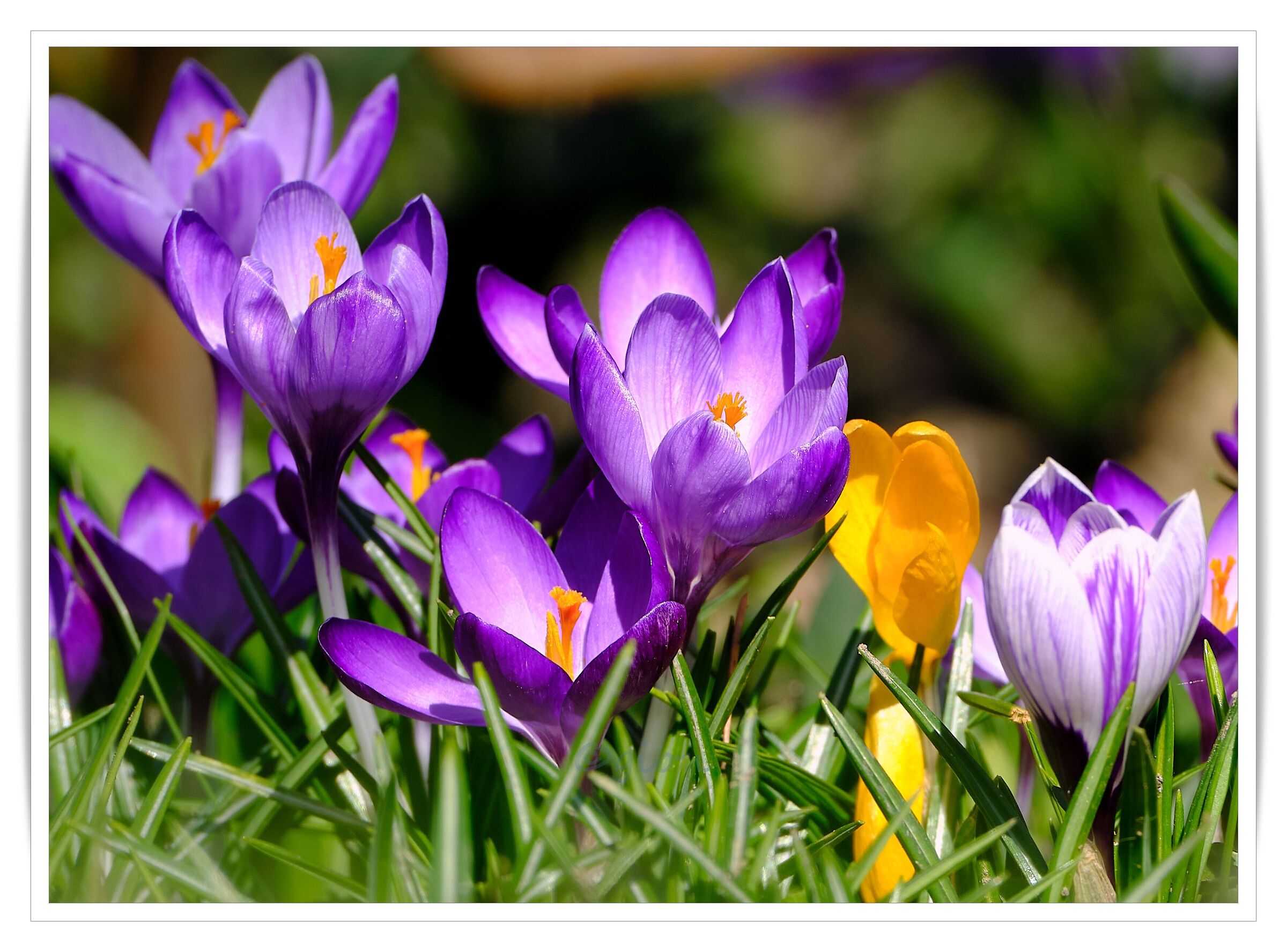Solo primavera 3
