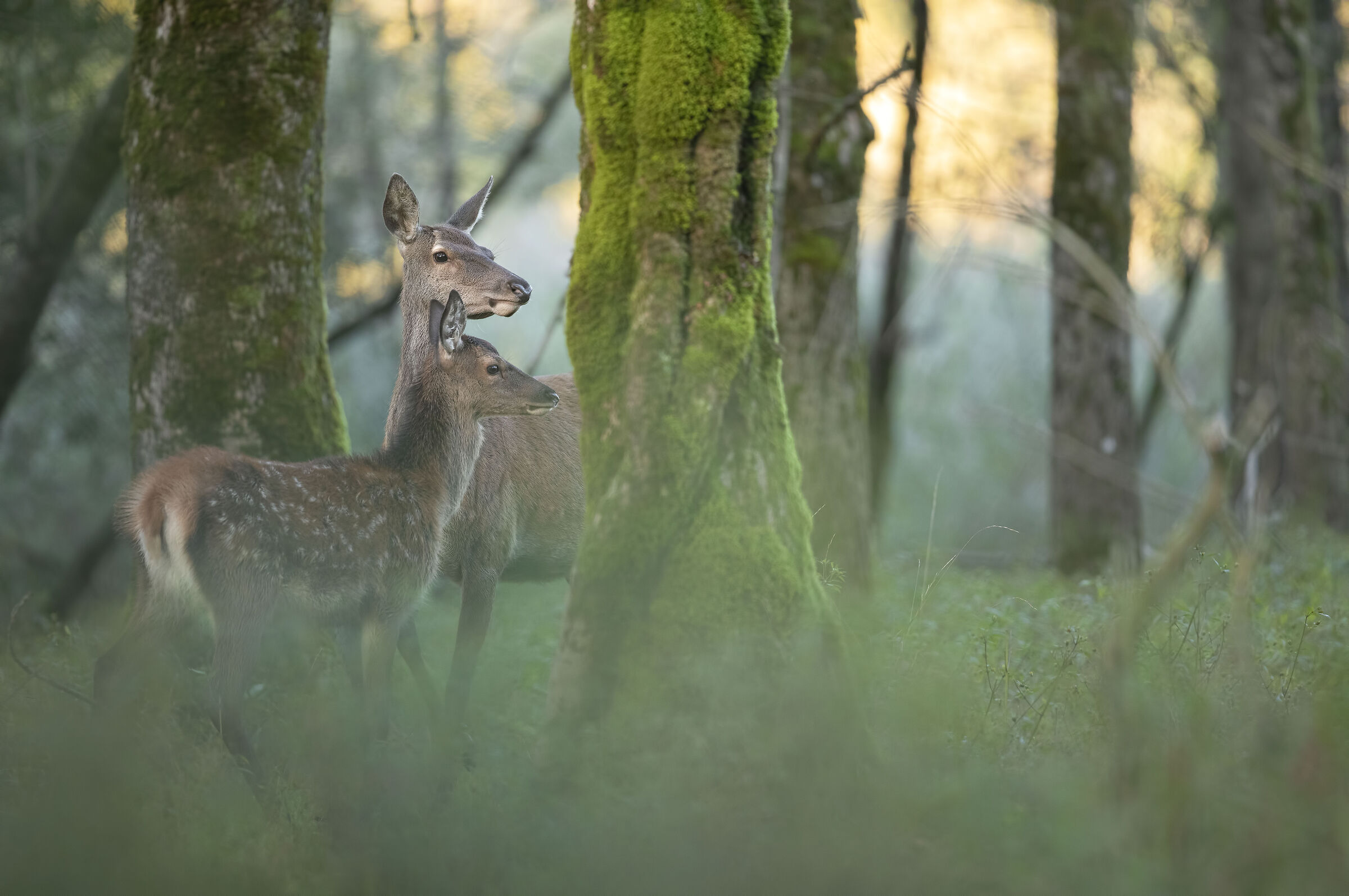 First light in the woods