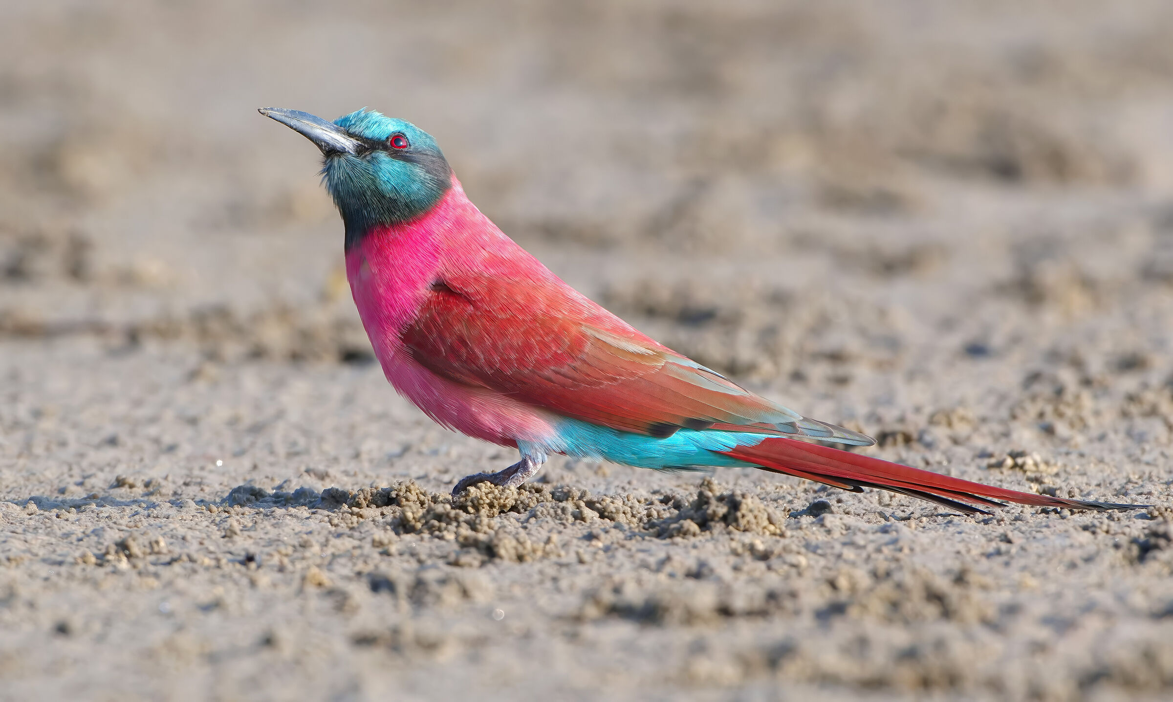 Gruccione carminio settentrionale (merops nubicus)