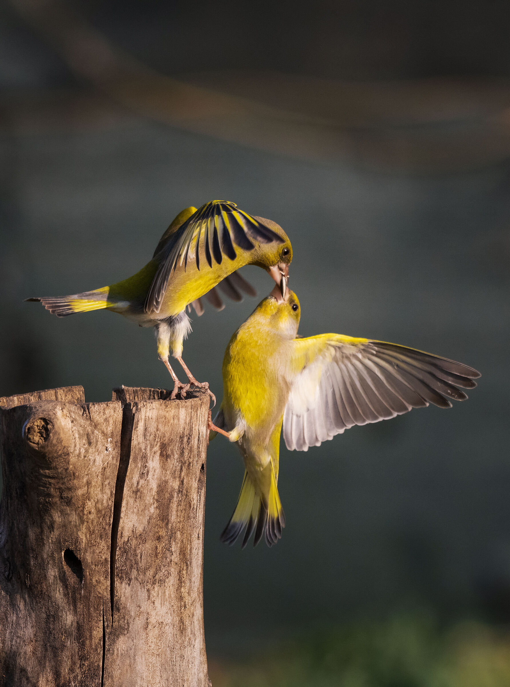 quarrelsome greenfinches