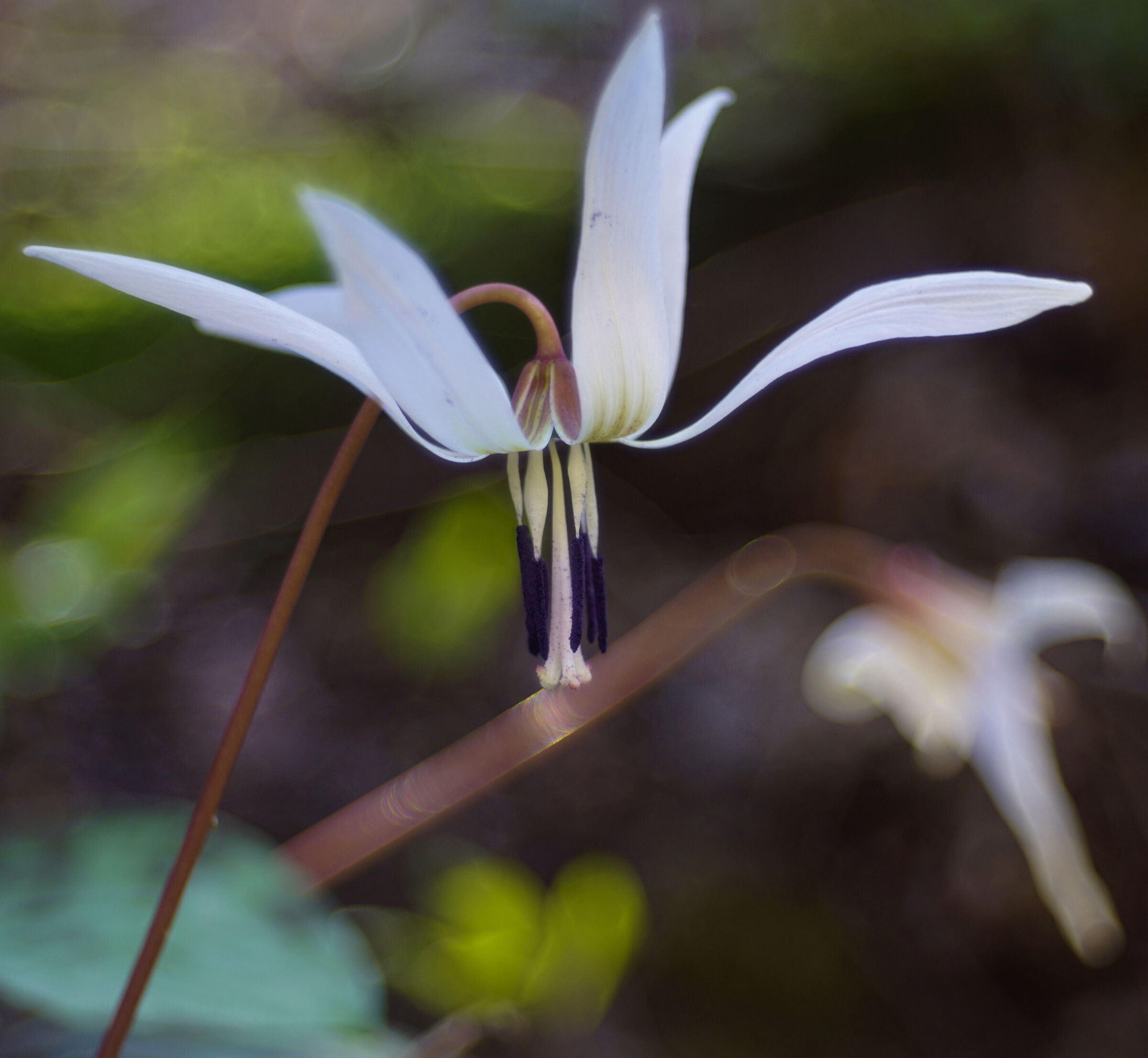Erythronium dens-canis