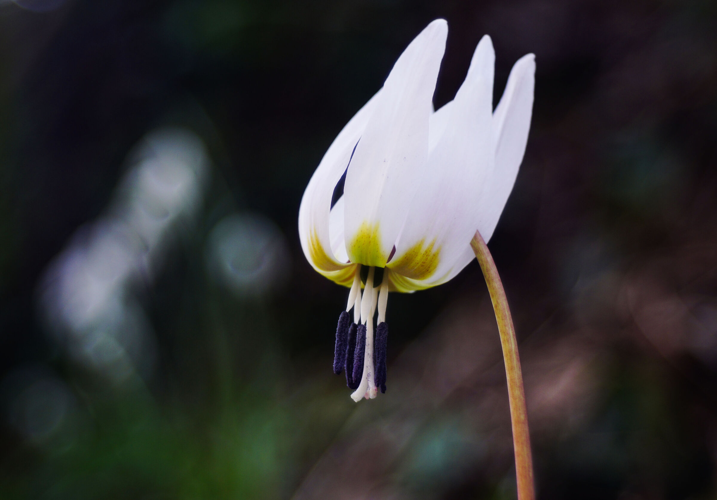 Erythronium dens-canis
