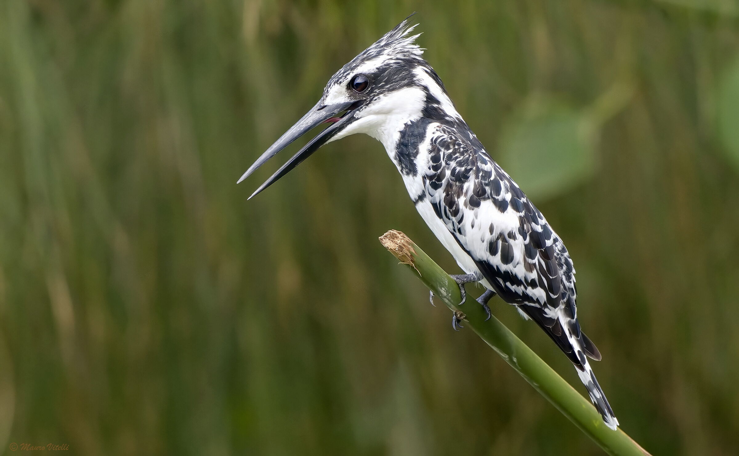 Martin pescatore bianco e nero (Ceryle rudis)