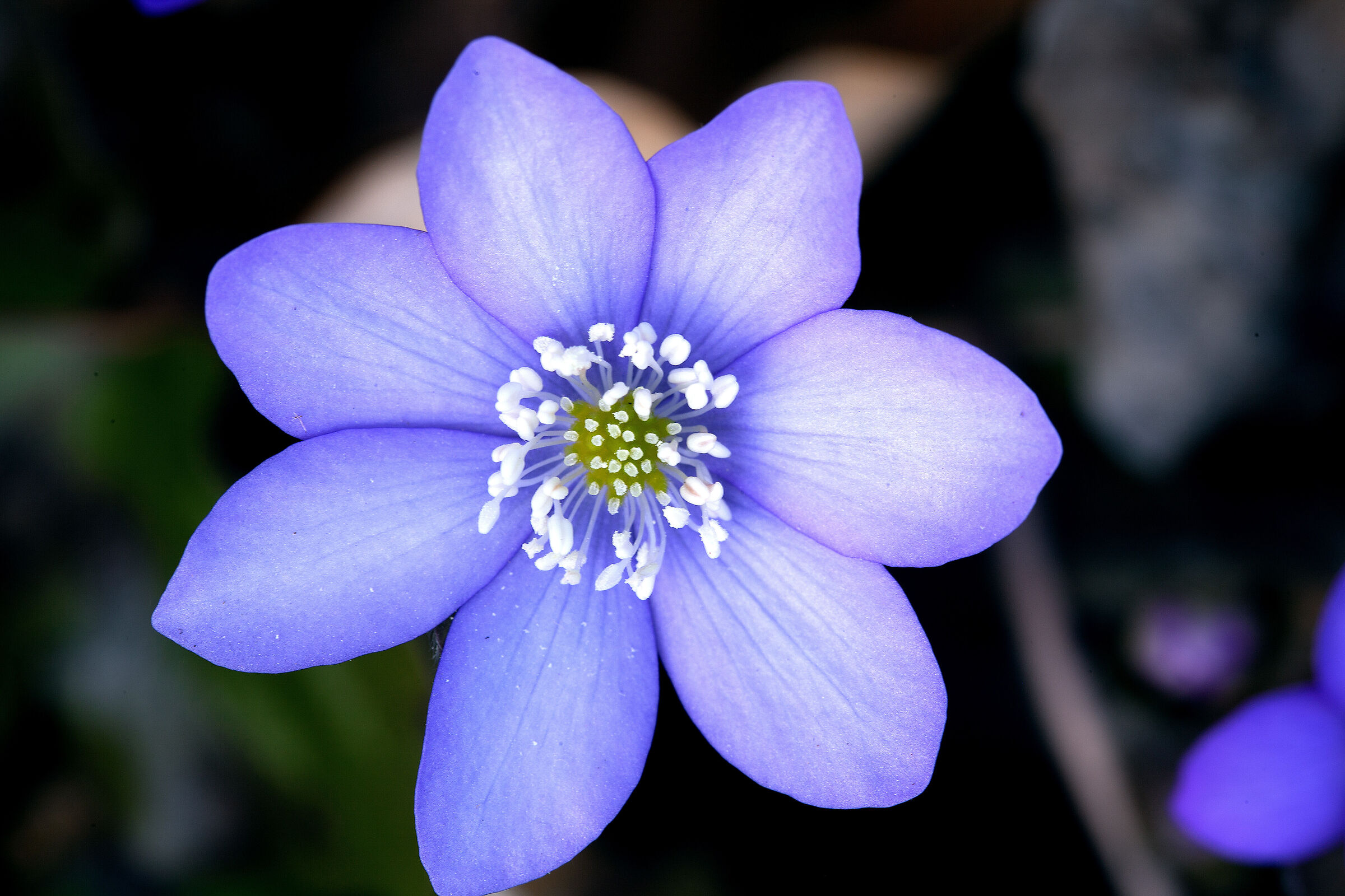 Hepatica Nobilis