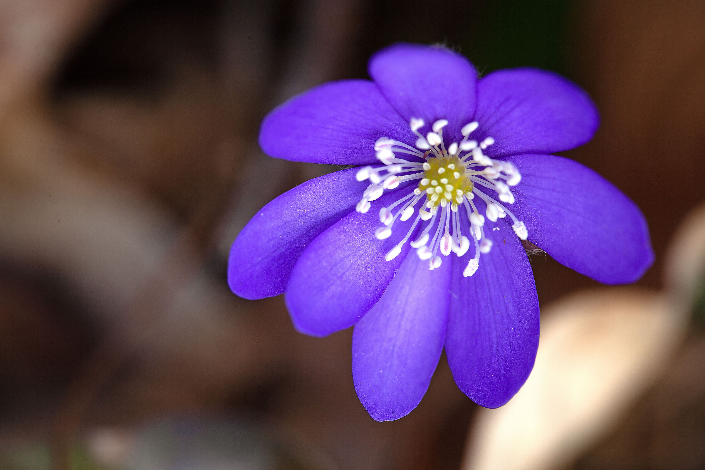 Hepatica Nobilis n2