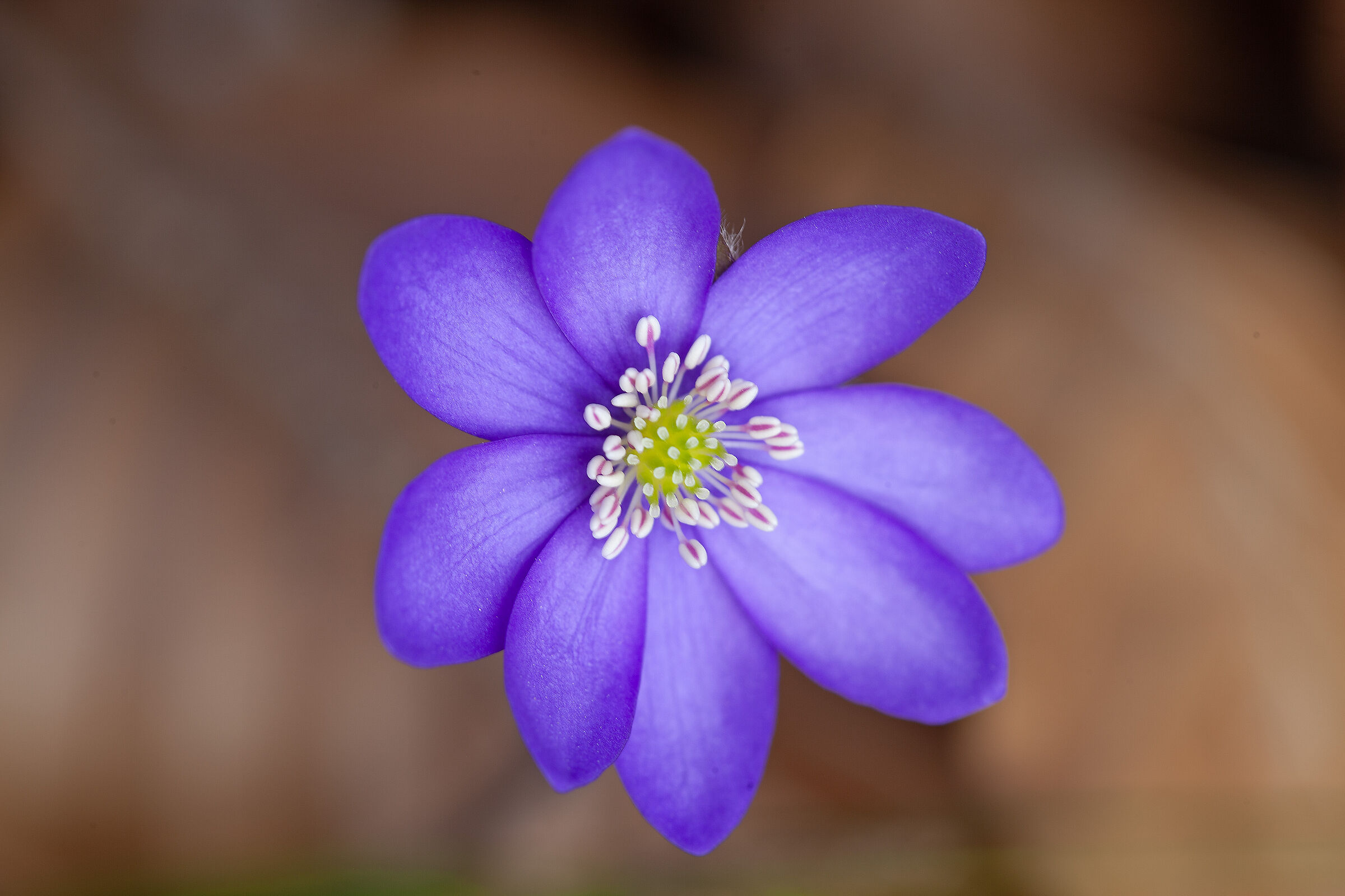 Hepatica Nobilis n3