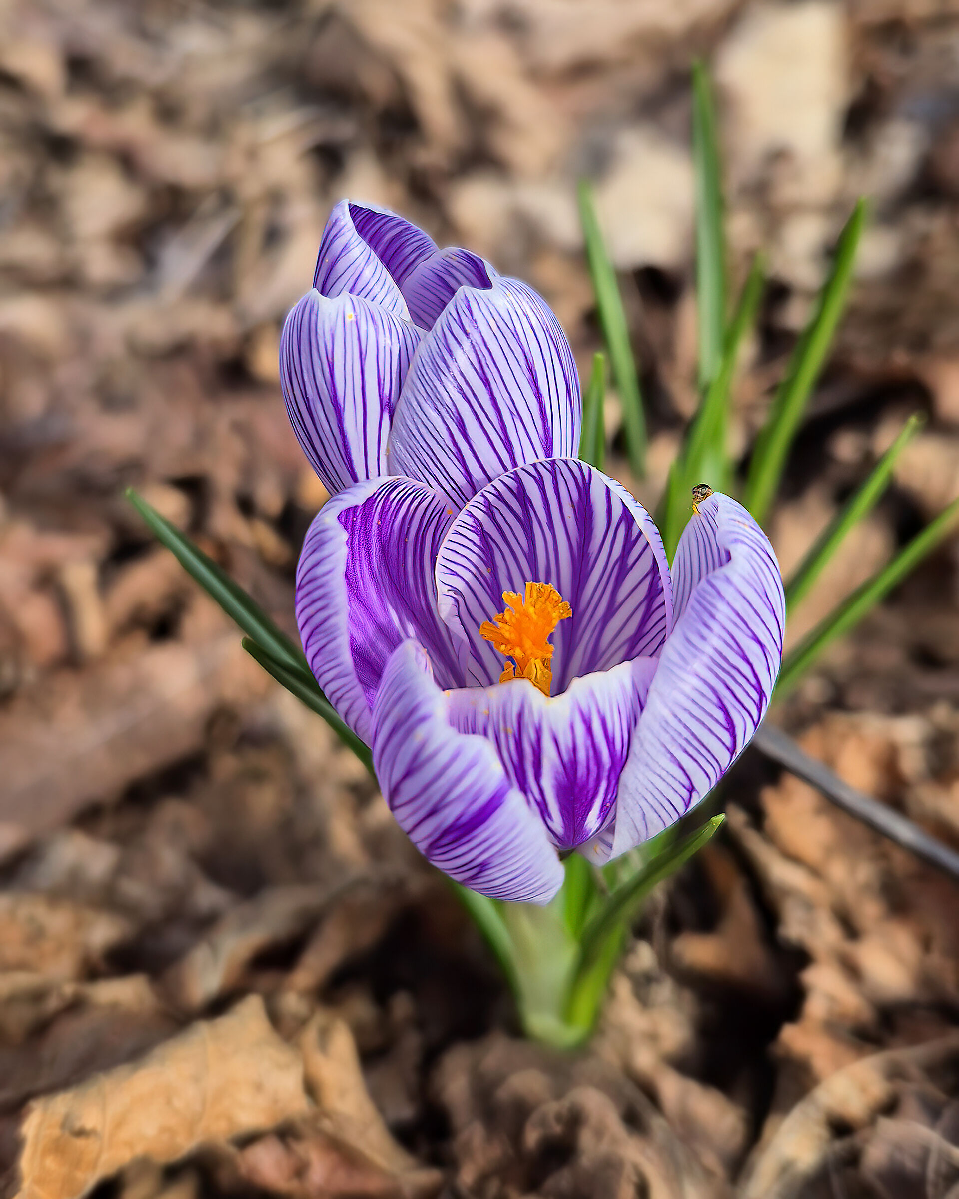 Crocus