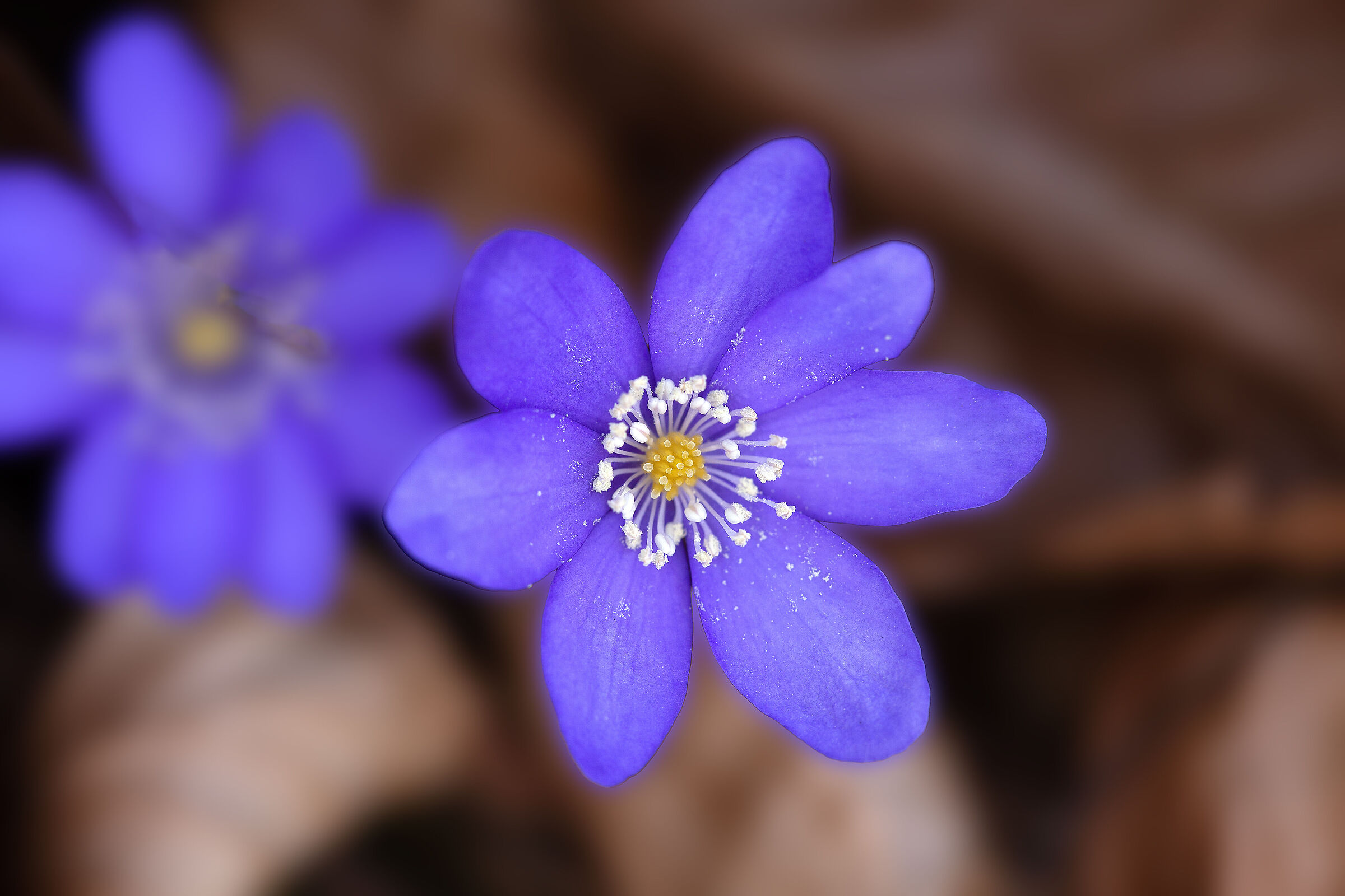 Hepatica nobilis n4