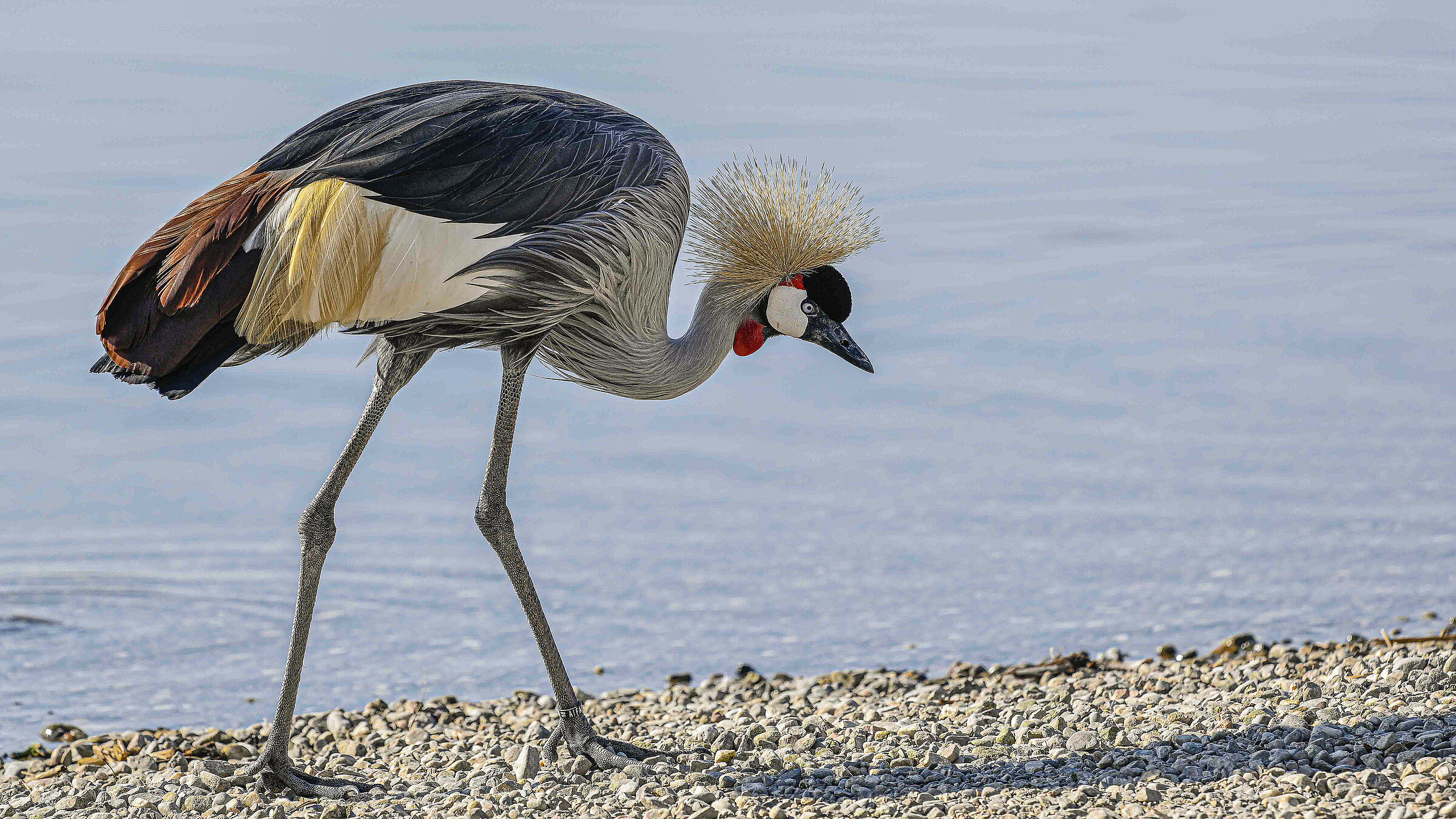 Crowned Crane