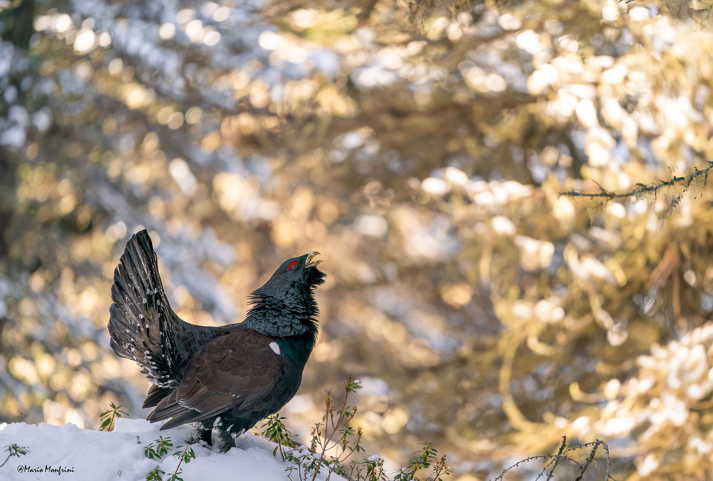 Il guardiano del bosco
