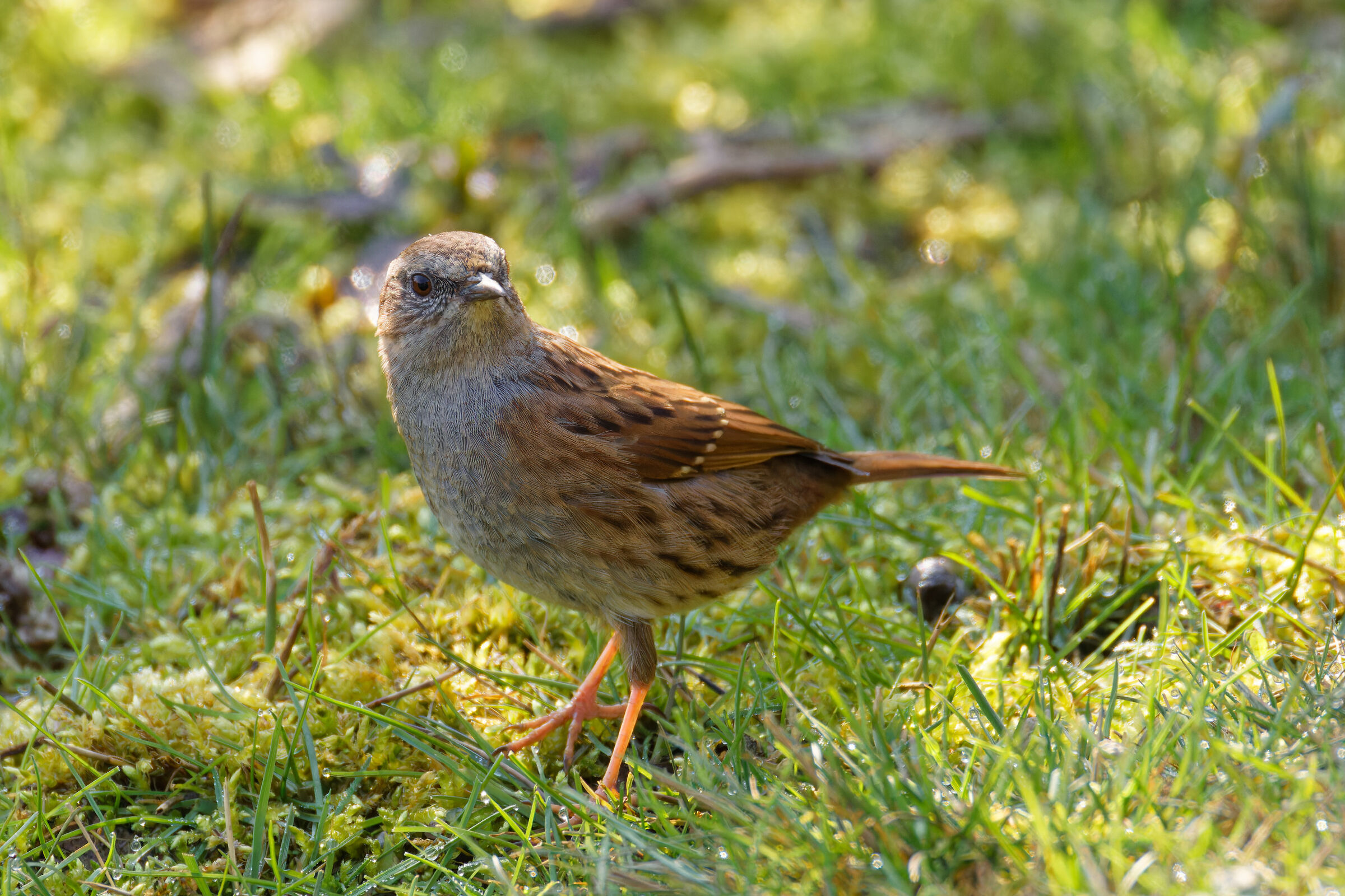Dunnock