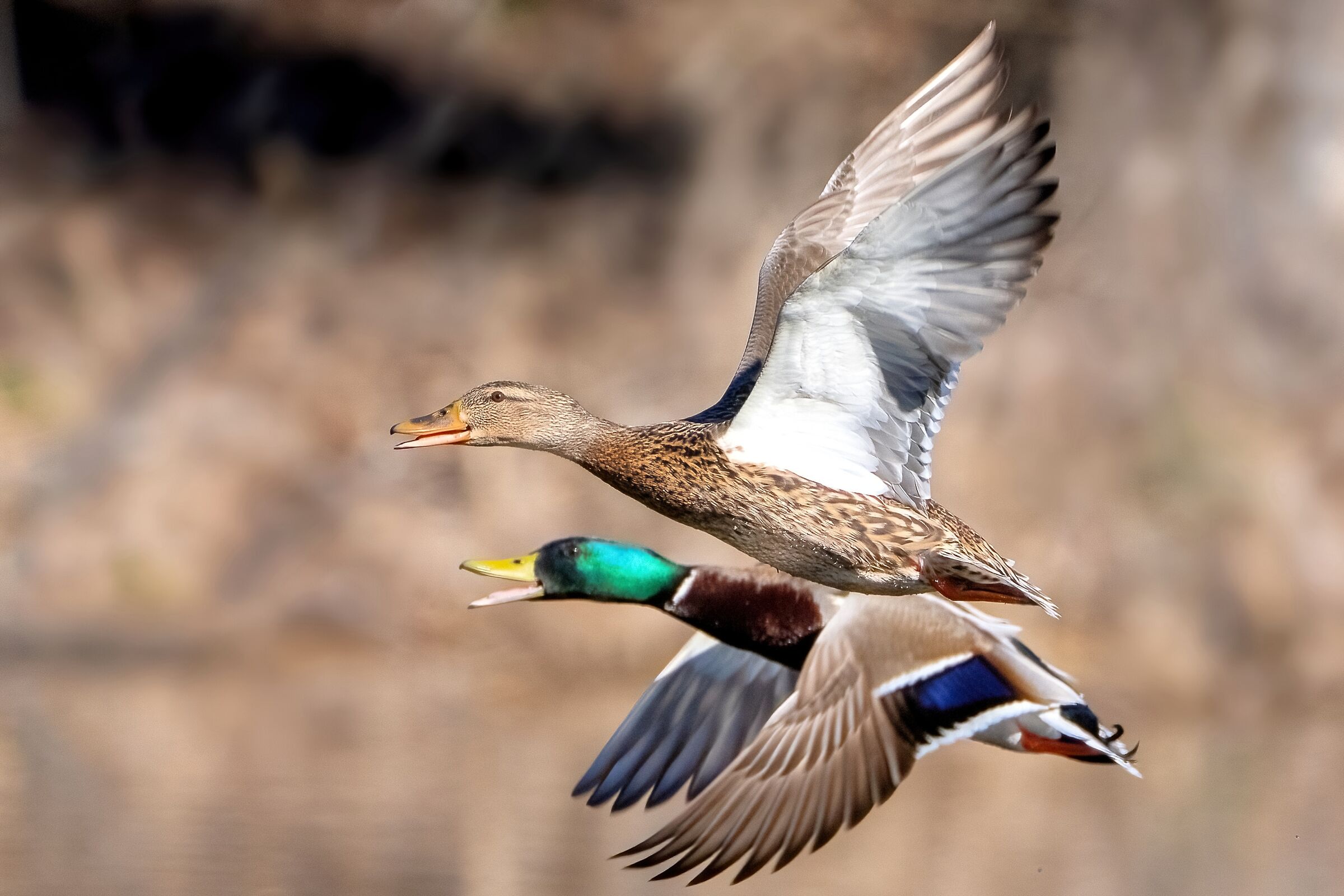 Germano reale (Anas platyrhynchos)