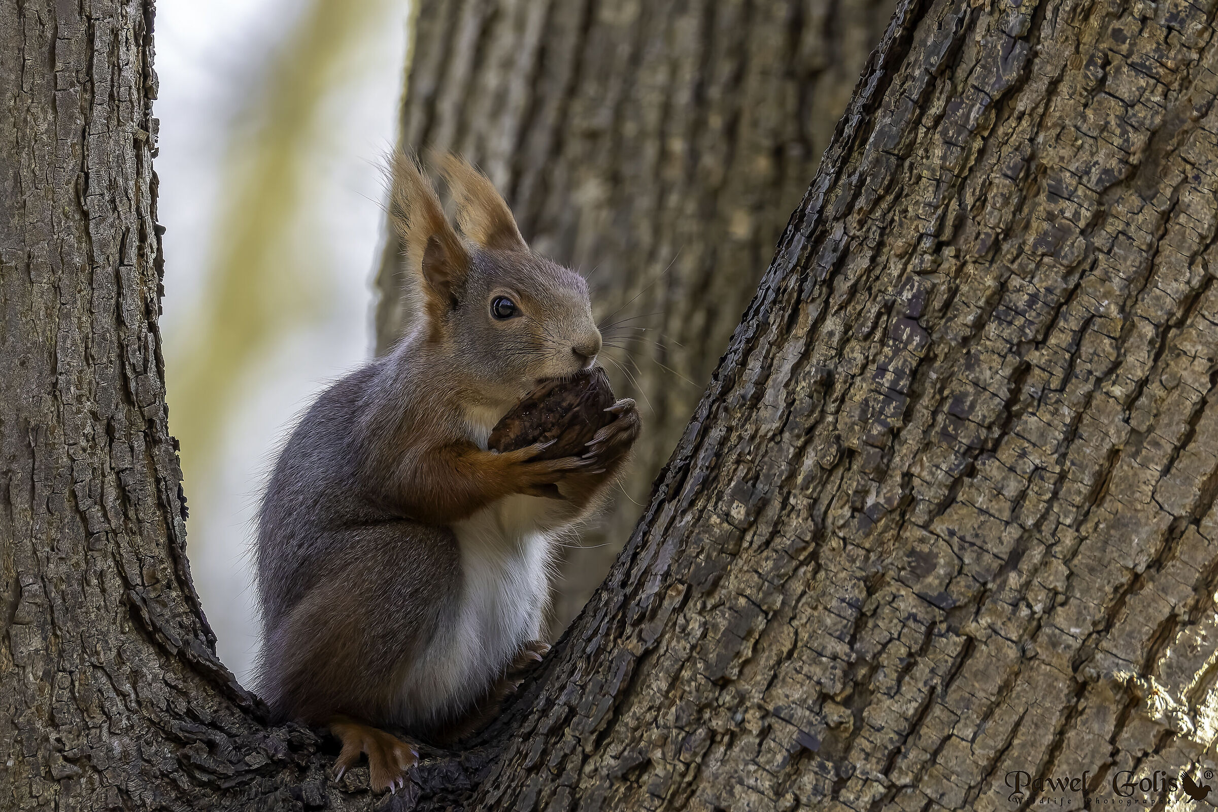 Scoiattolo rosso eurasiatico (Sciurus vulgaris)