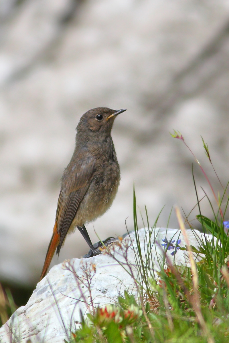 Codirosso spazzacamino juv.