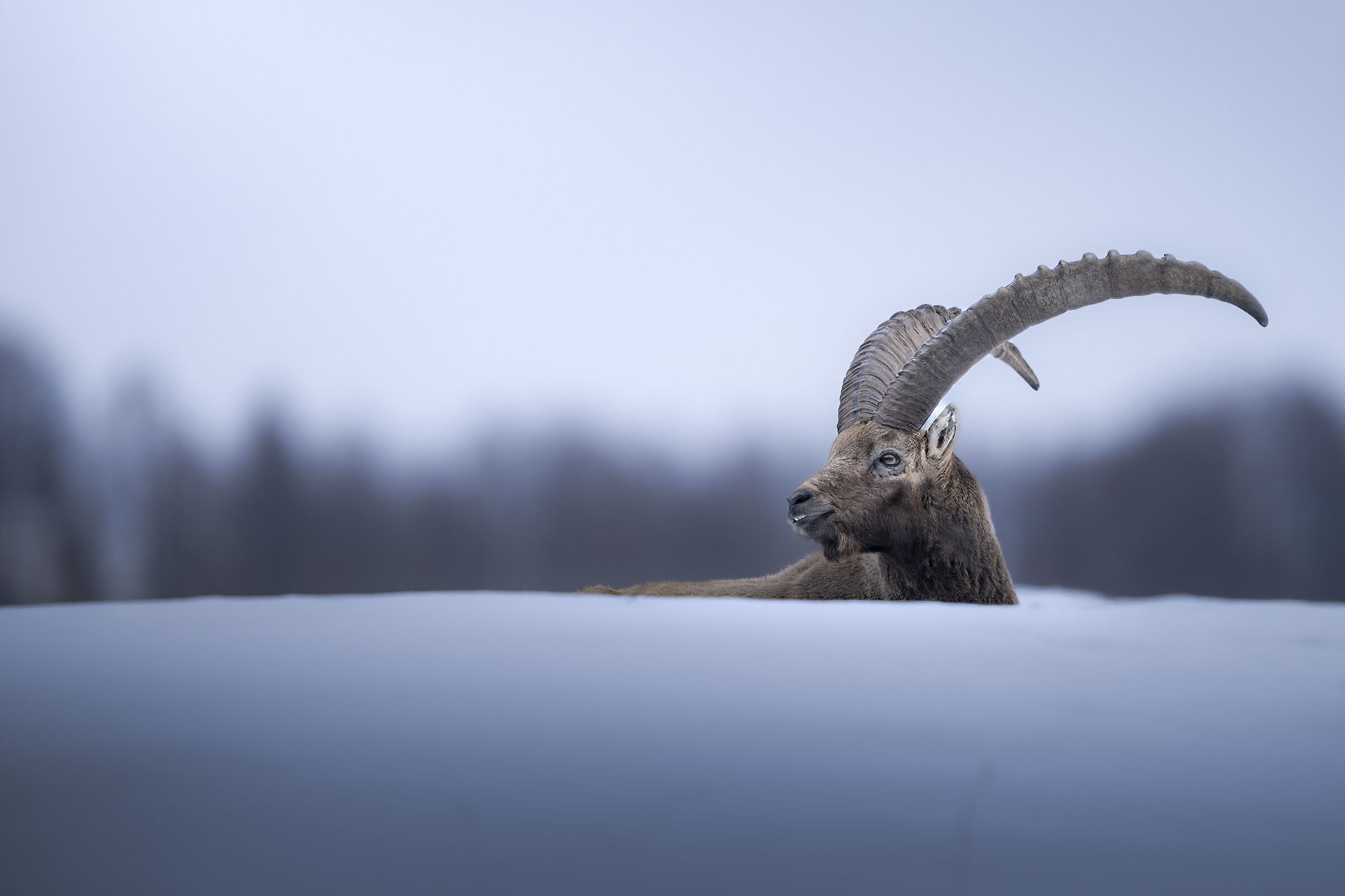 Stambecco al tramonto