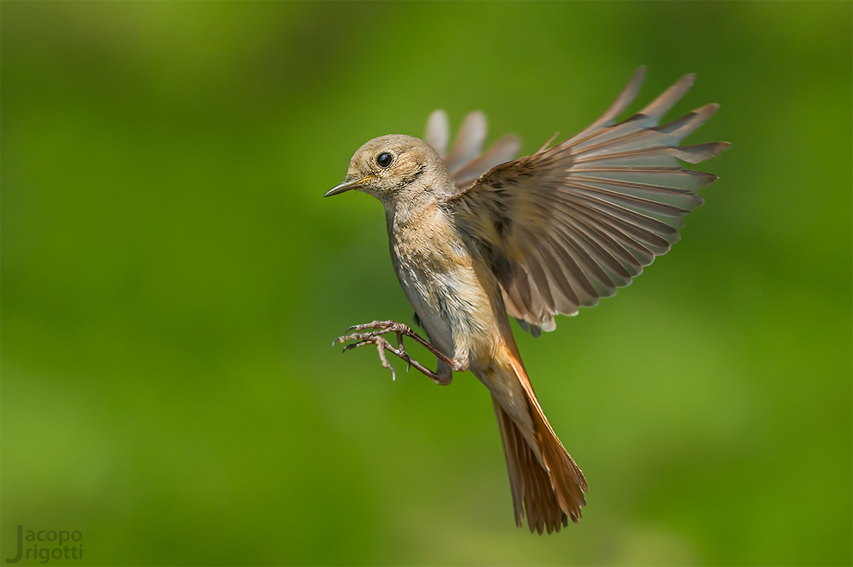 Redstart female