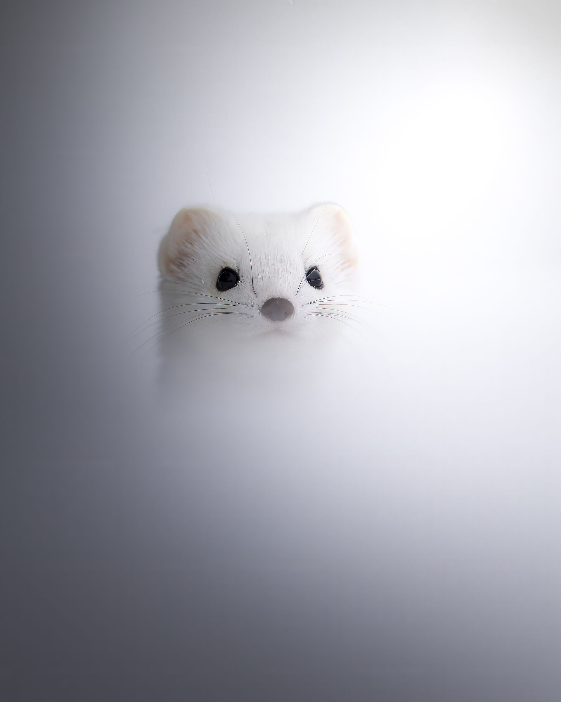 Ermellino in Finlandia