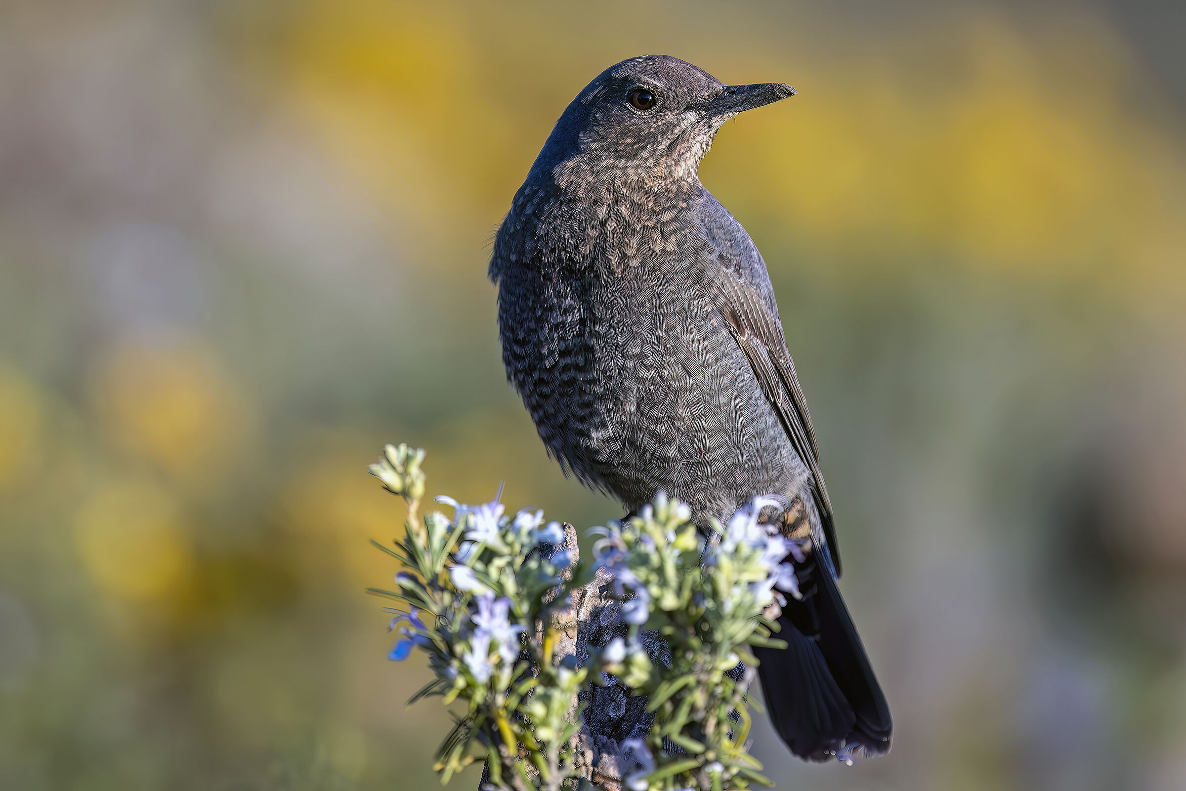 Passero solitario (F)