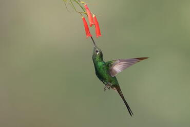 Chlorostilbon ricordii