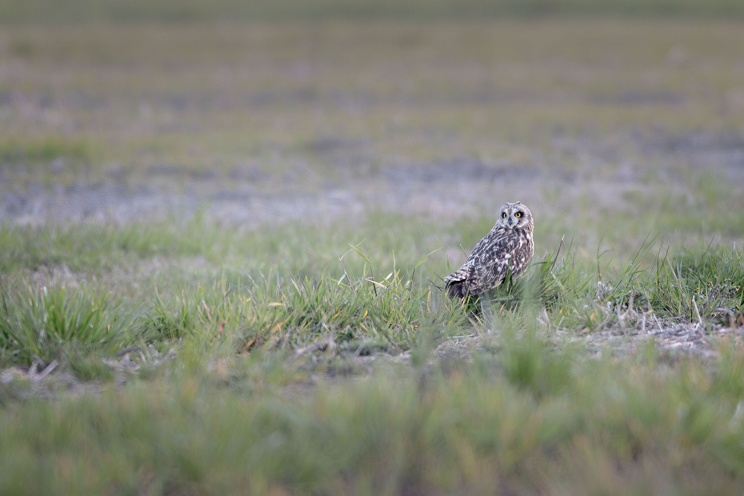 Swamp Owl