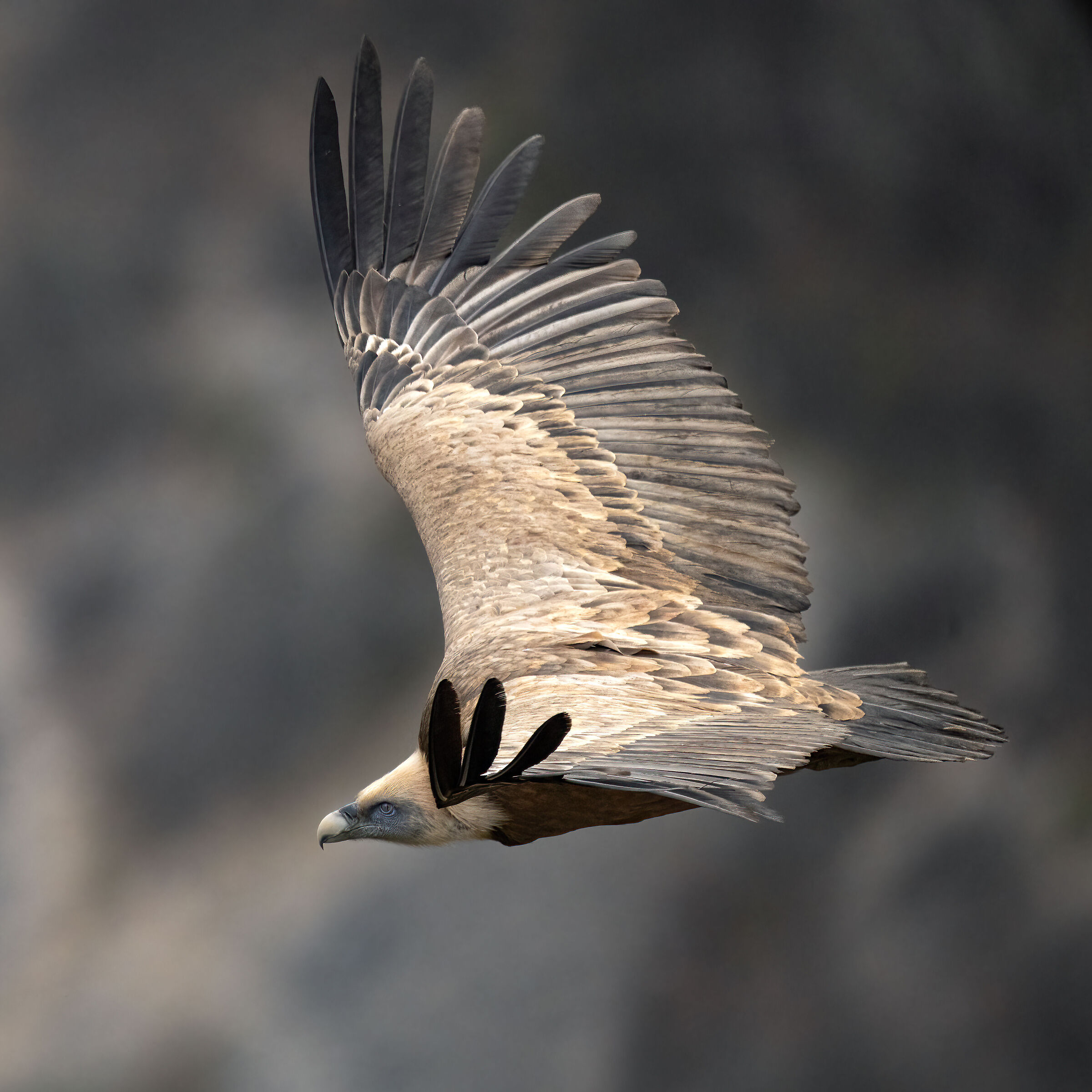 Griffin - Barronies Provencal