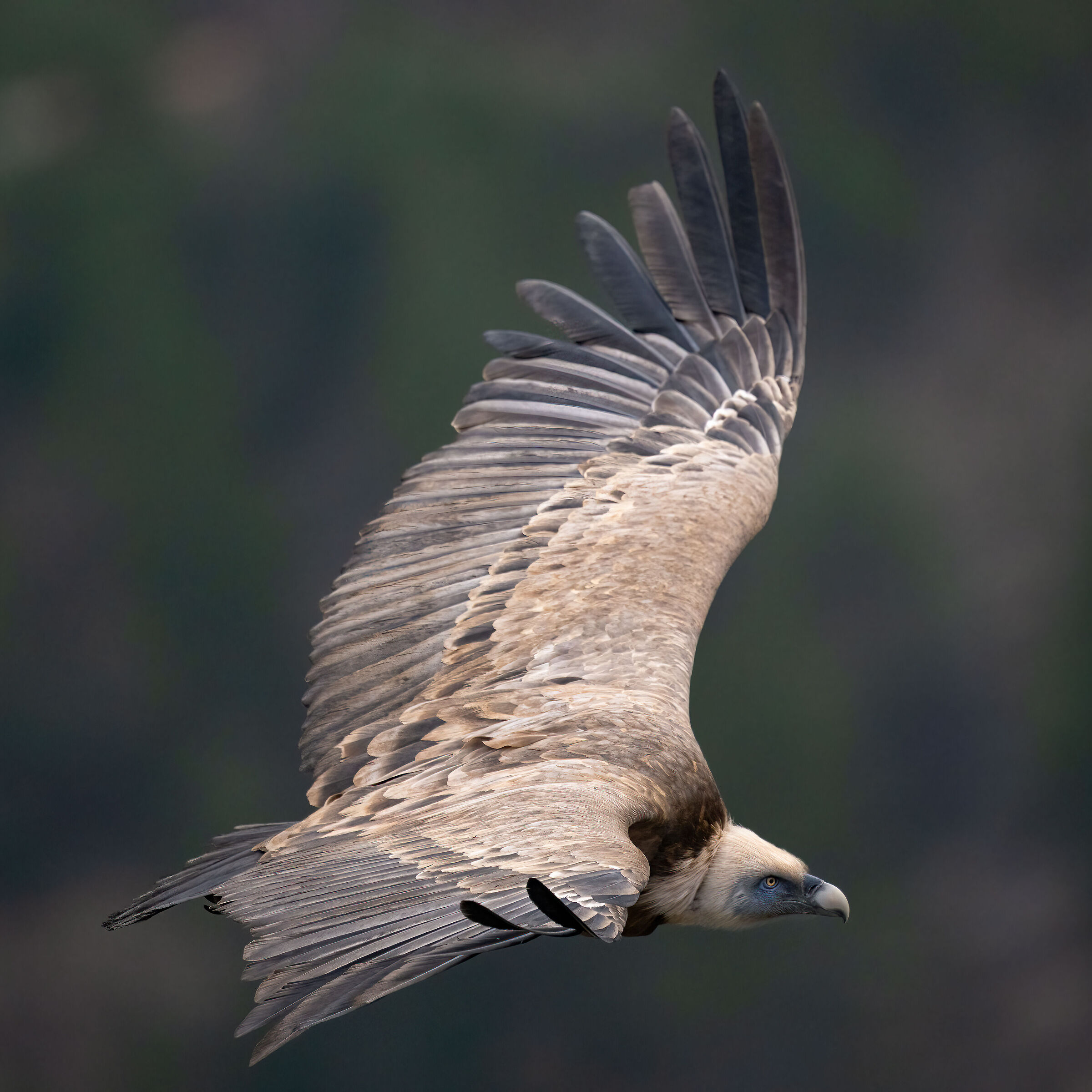 Griffin - Barronies Provencal