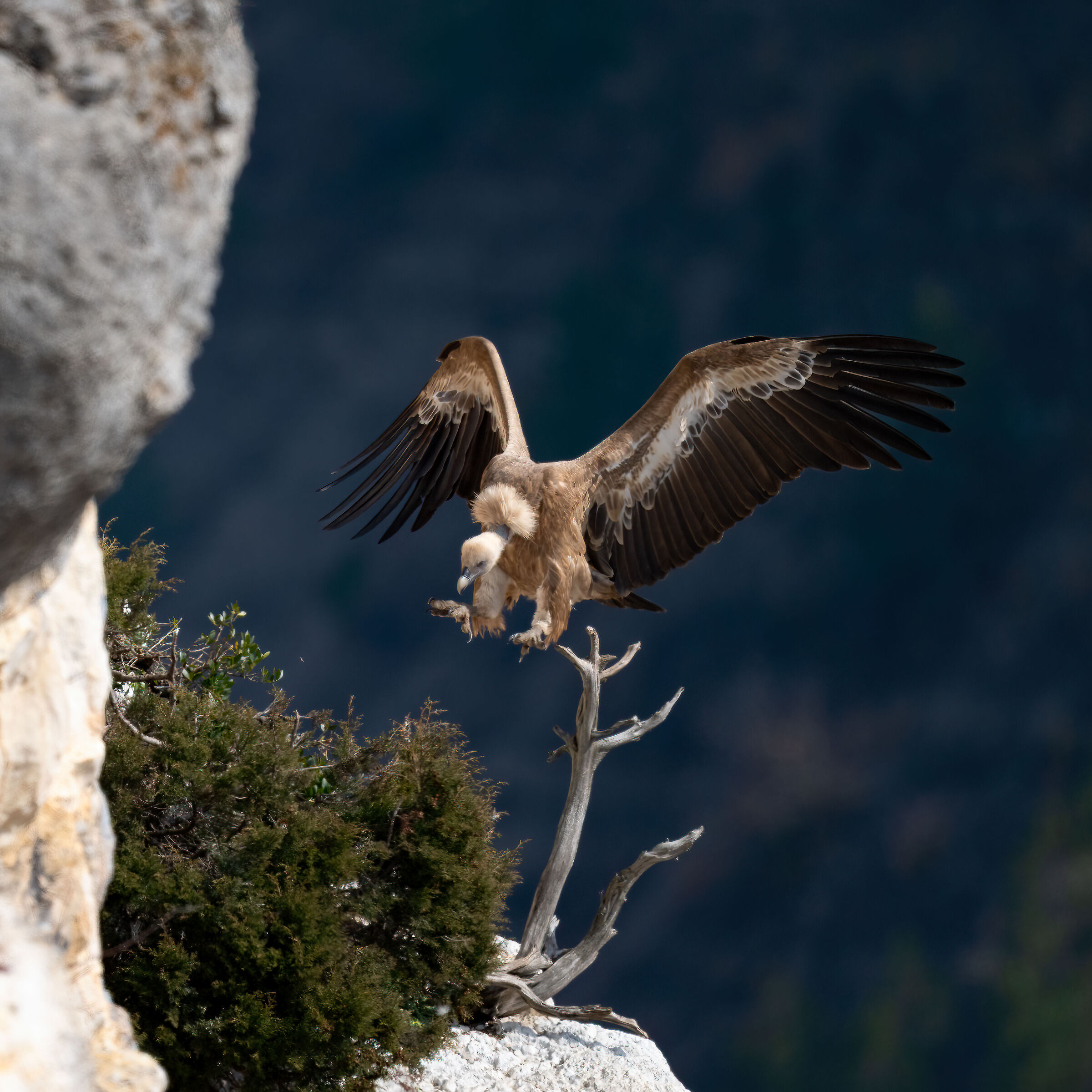 Griffin - Barronies Provencal