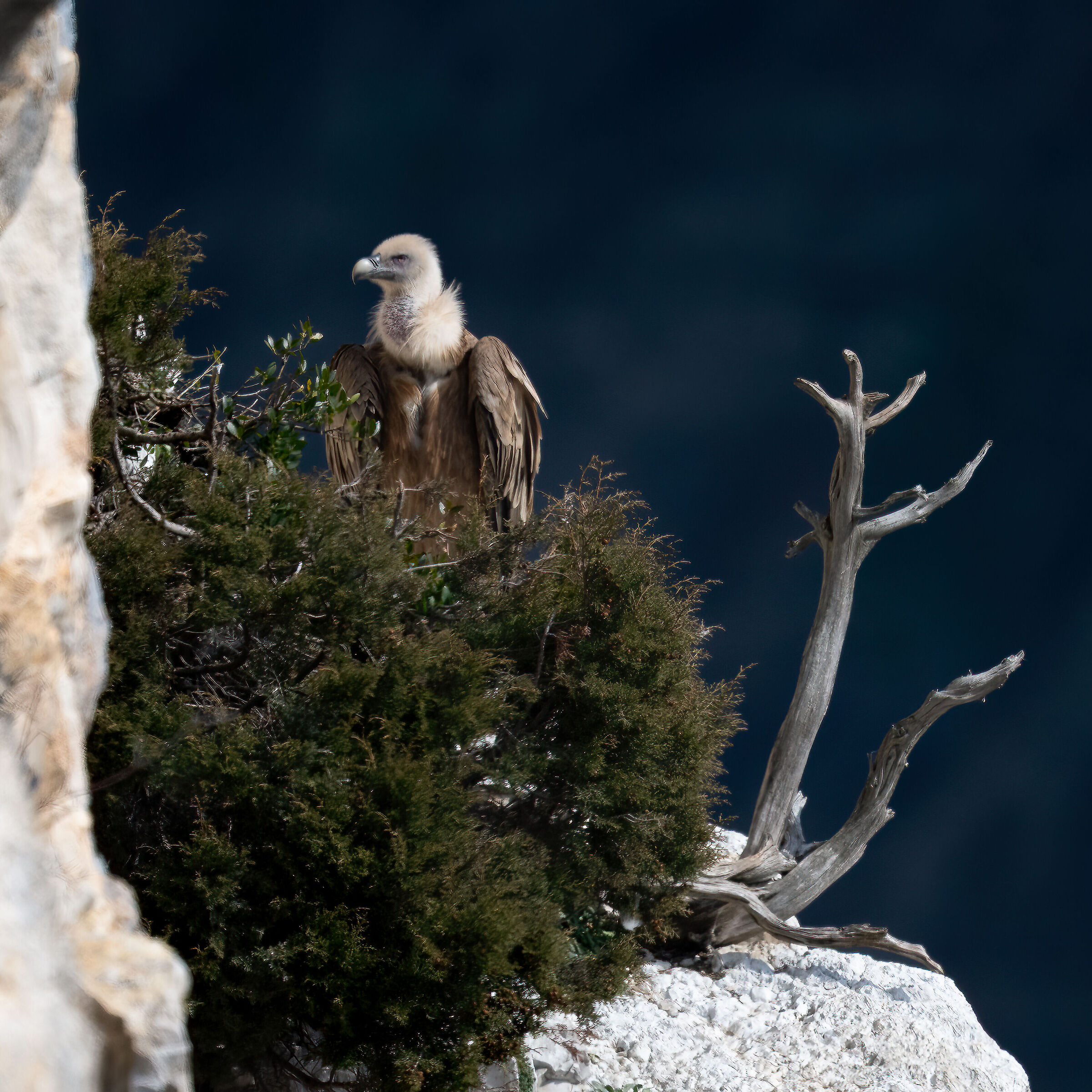 Griffin - Barronies Provencal