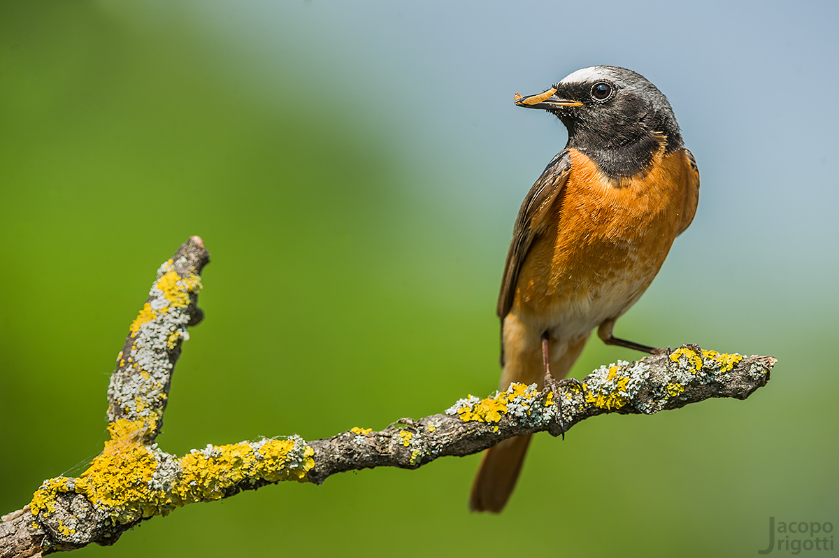 Redstart male