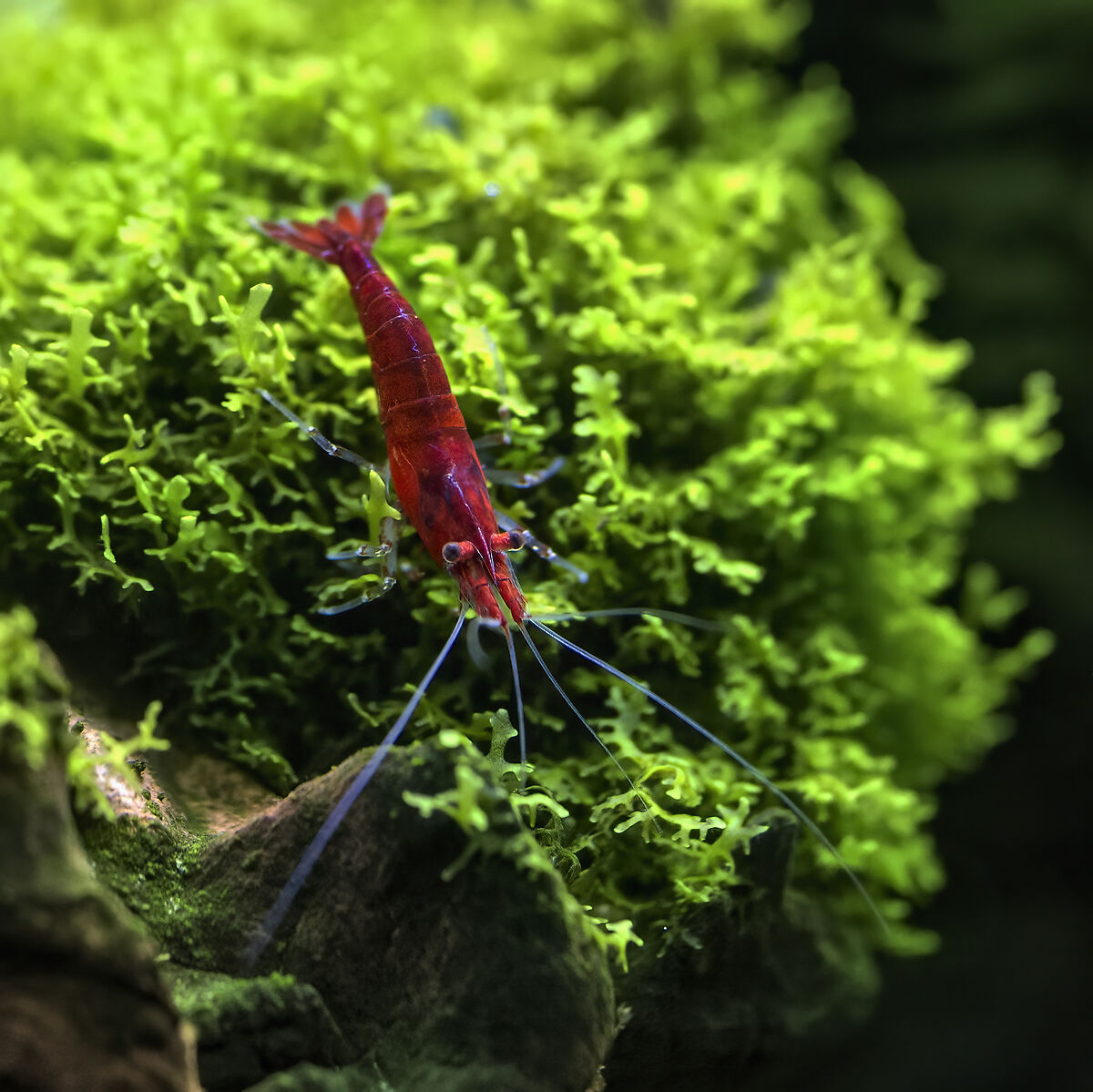 Neocaridina davidi