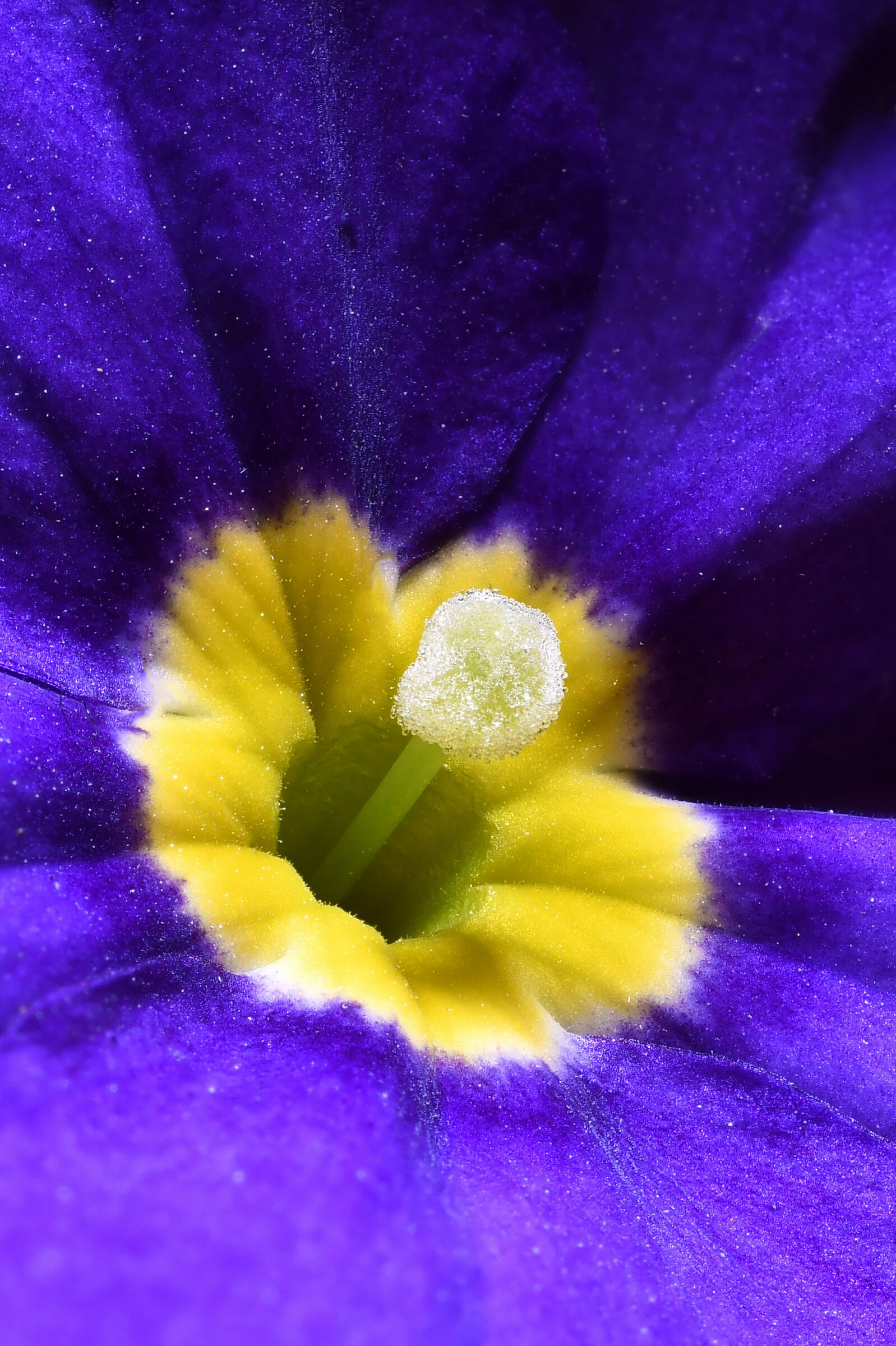 La Primula di mia moglie...