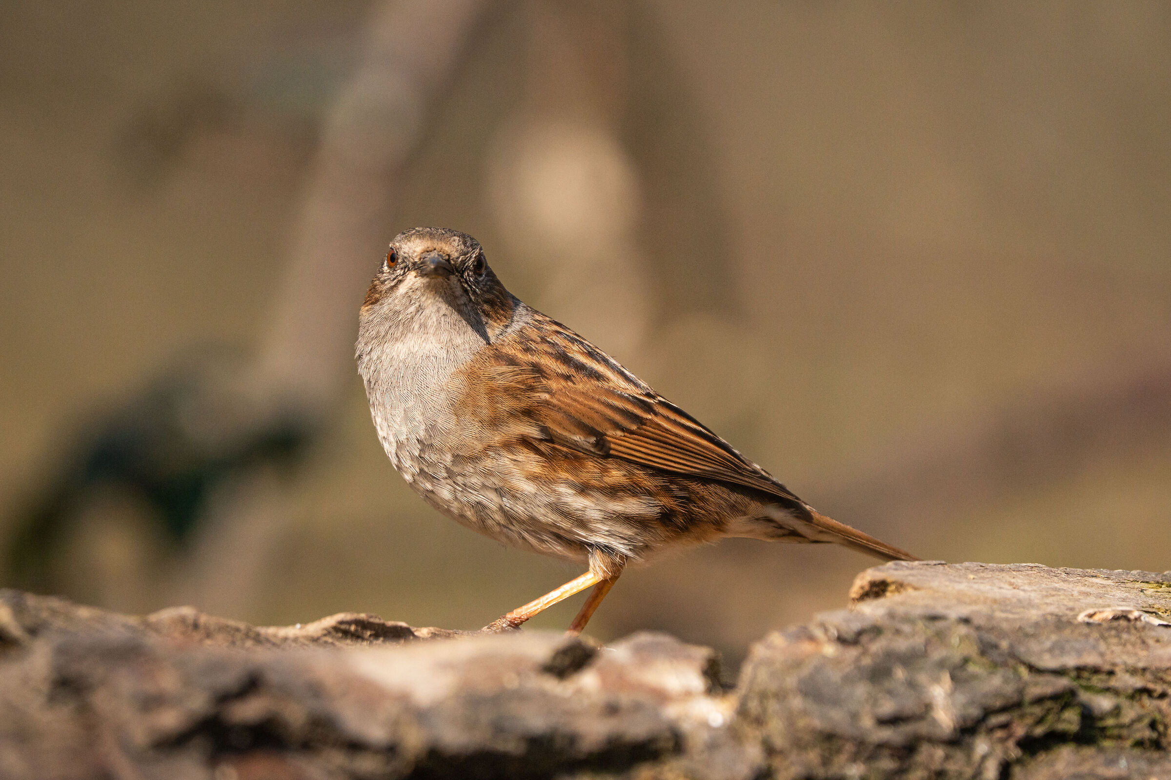 Passera scopaiola