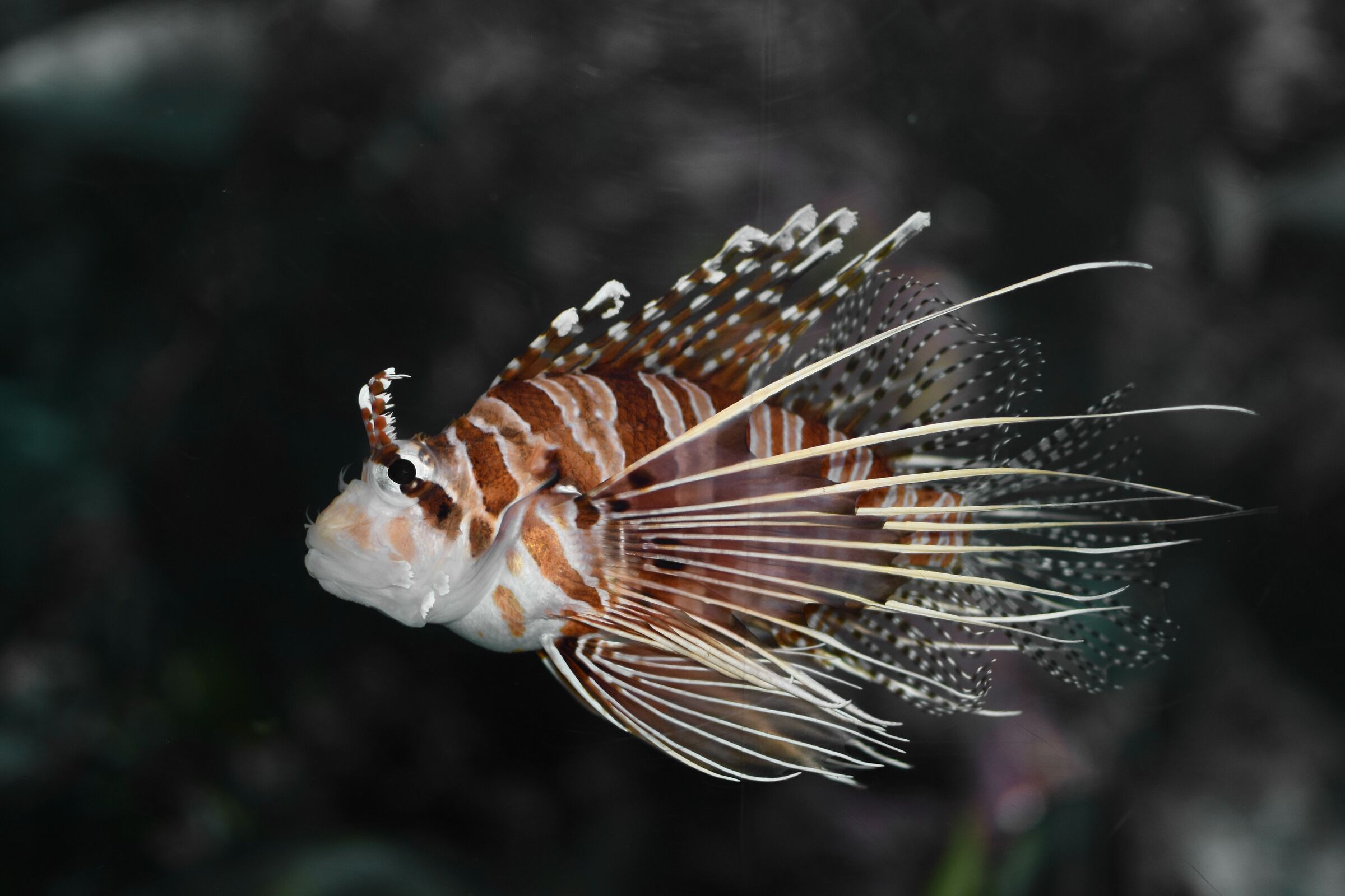 Pterois antennata