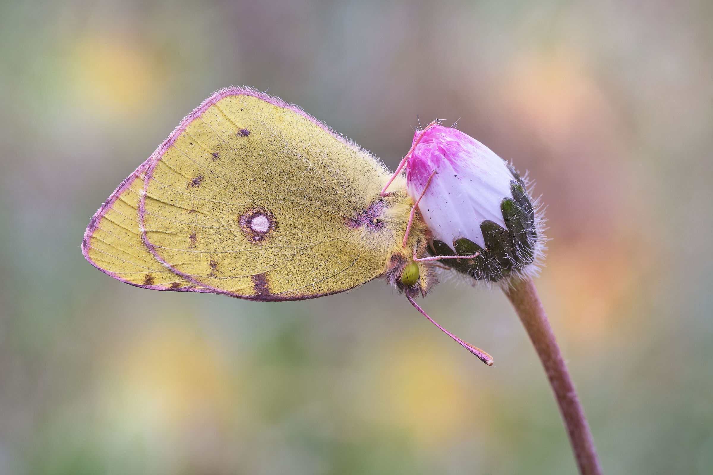 Colias croceus (Geoffroy in Fourcroy, 1785)