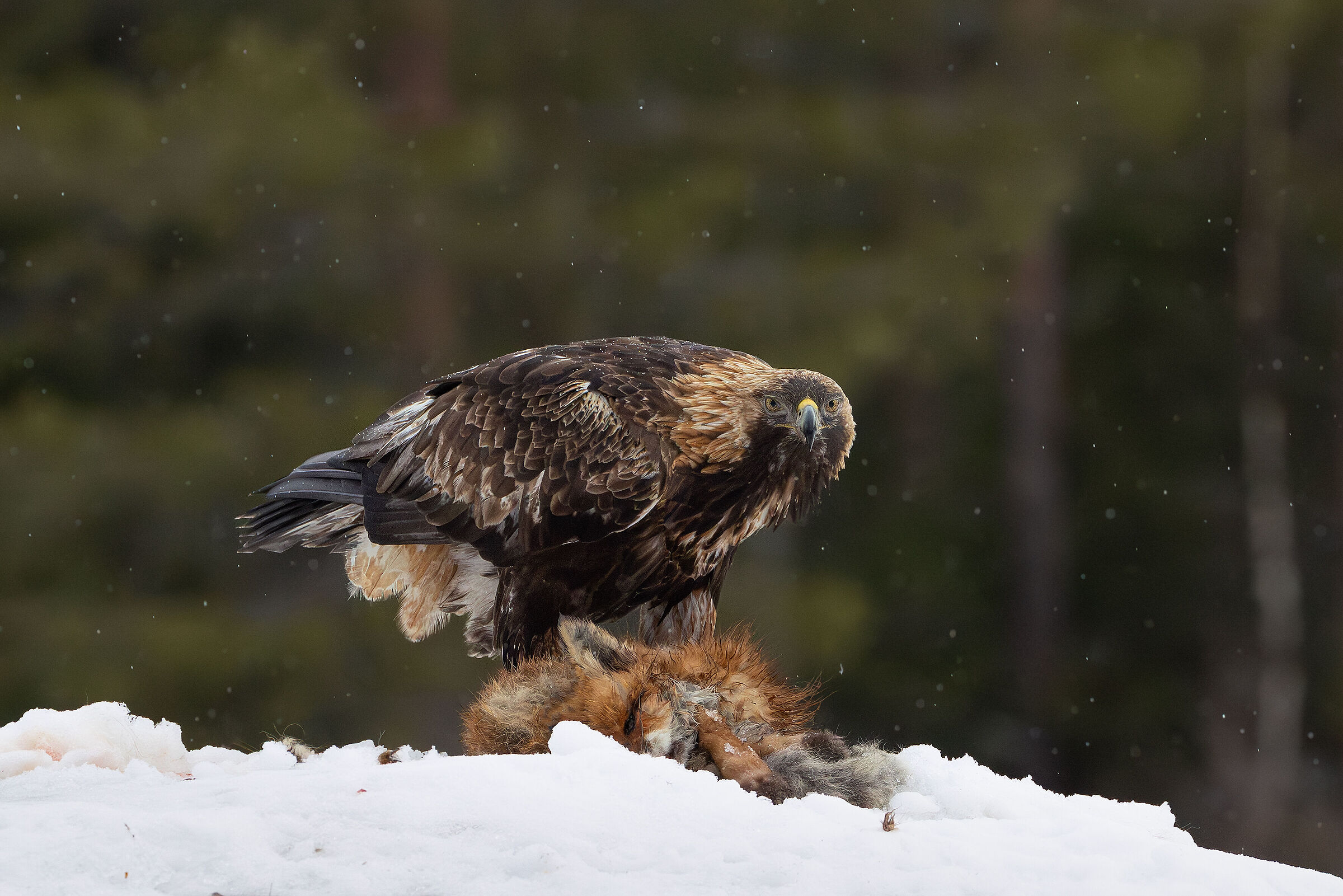 Predatore e preda