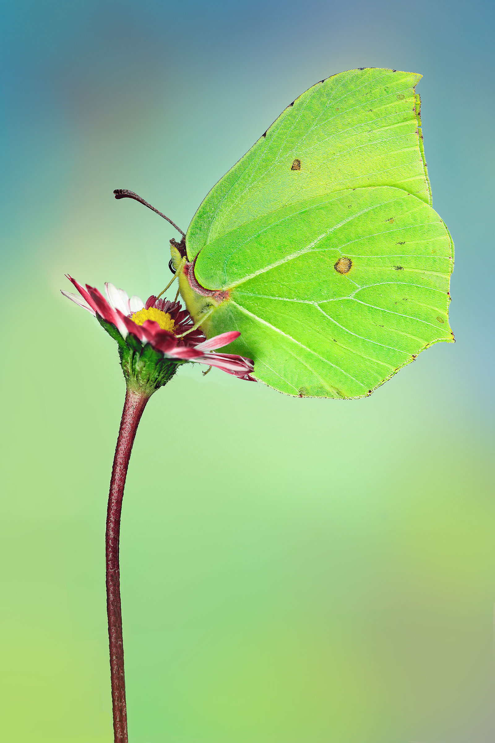 Gonepteryx cleopatra