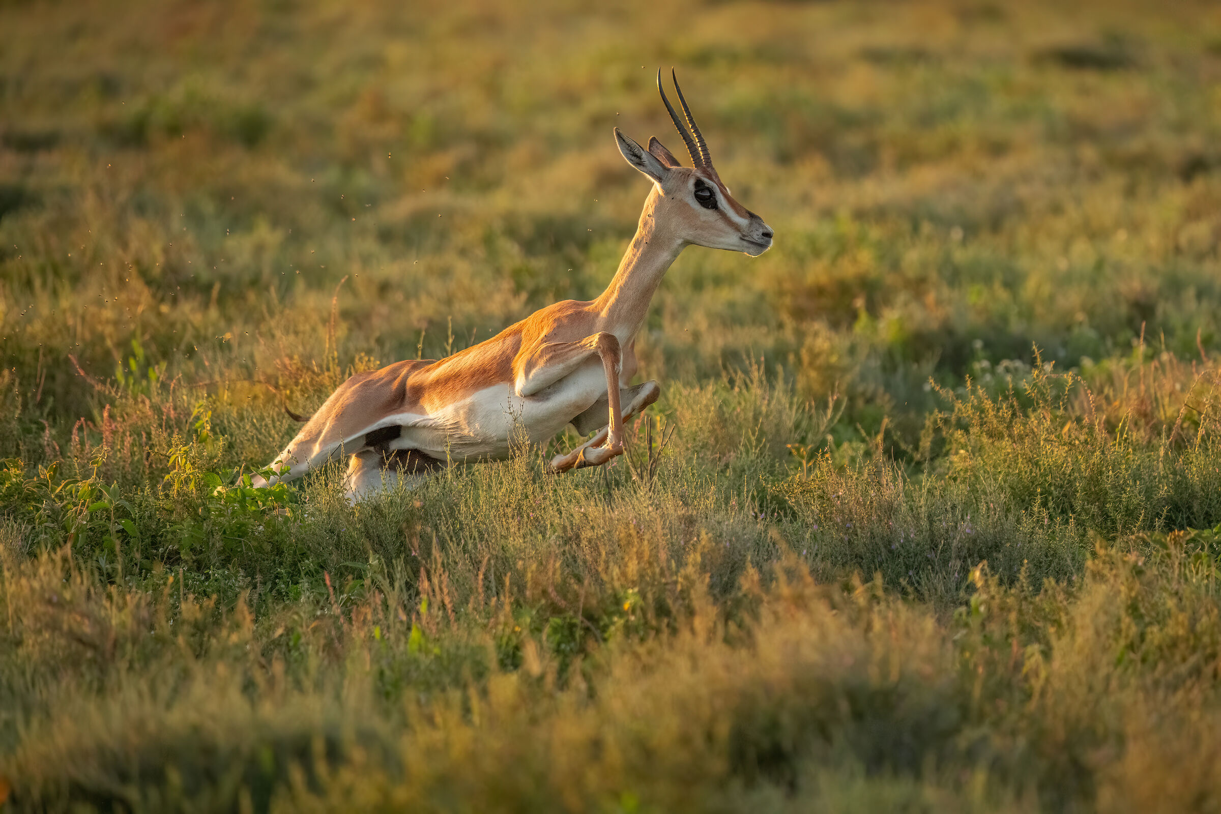 Gazzella al tramonto