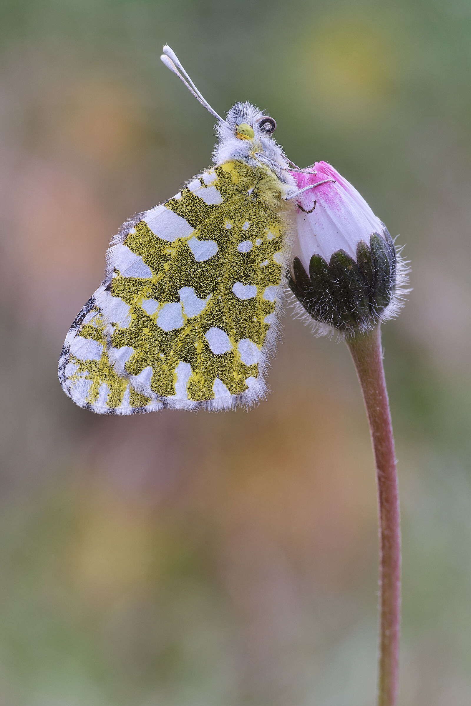 Euchloe ausonia (Hübner 1804)