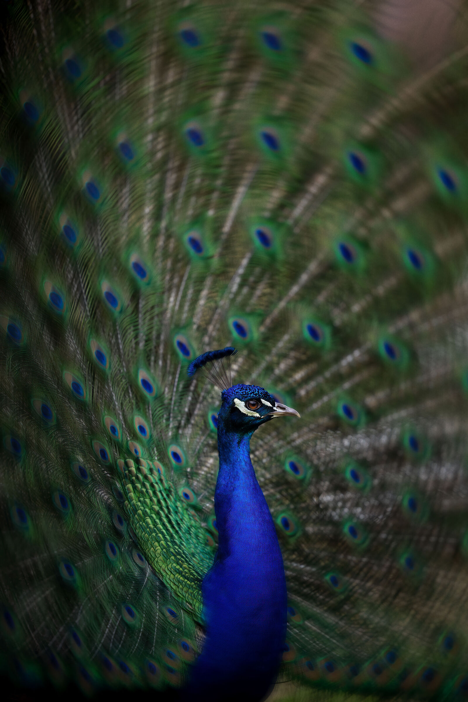 The eye of the featherstorm