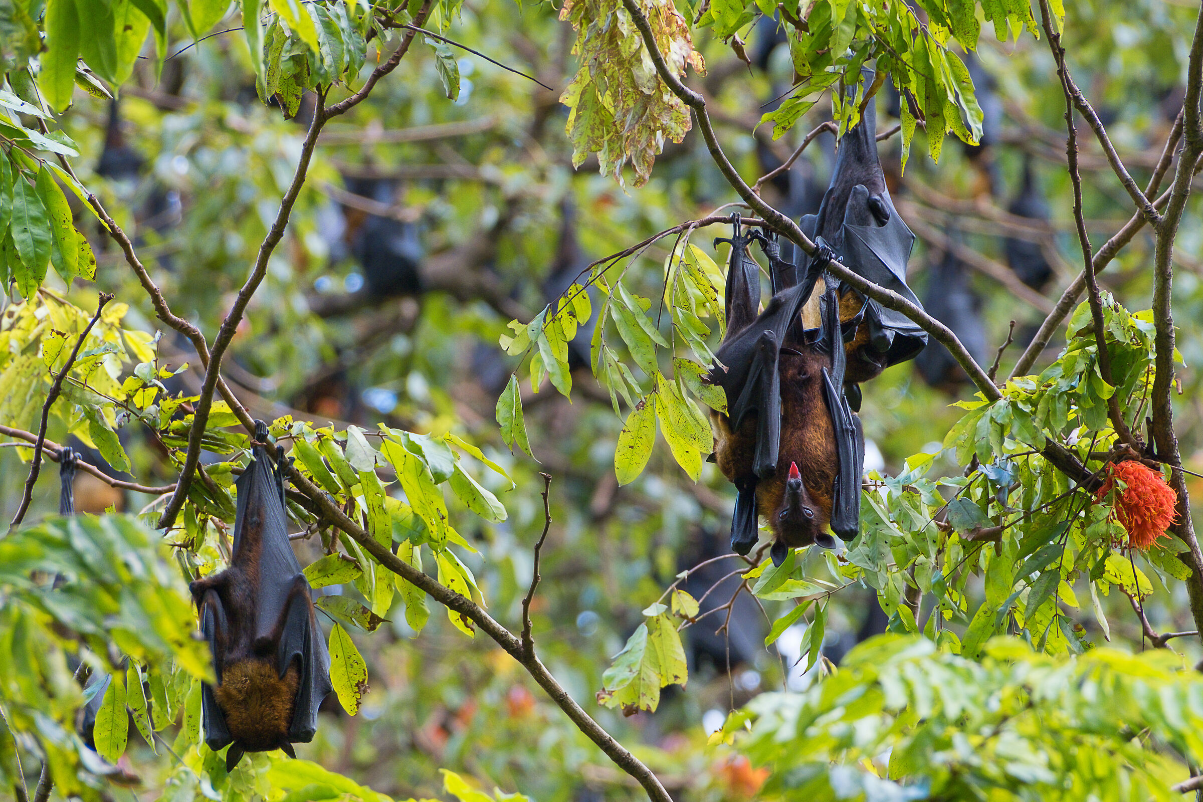 Flying Fox
