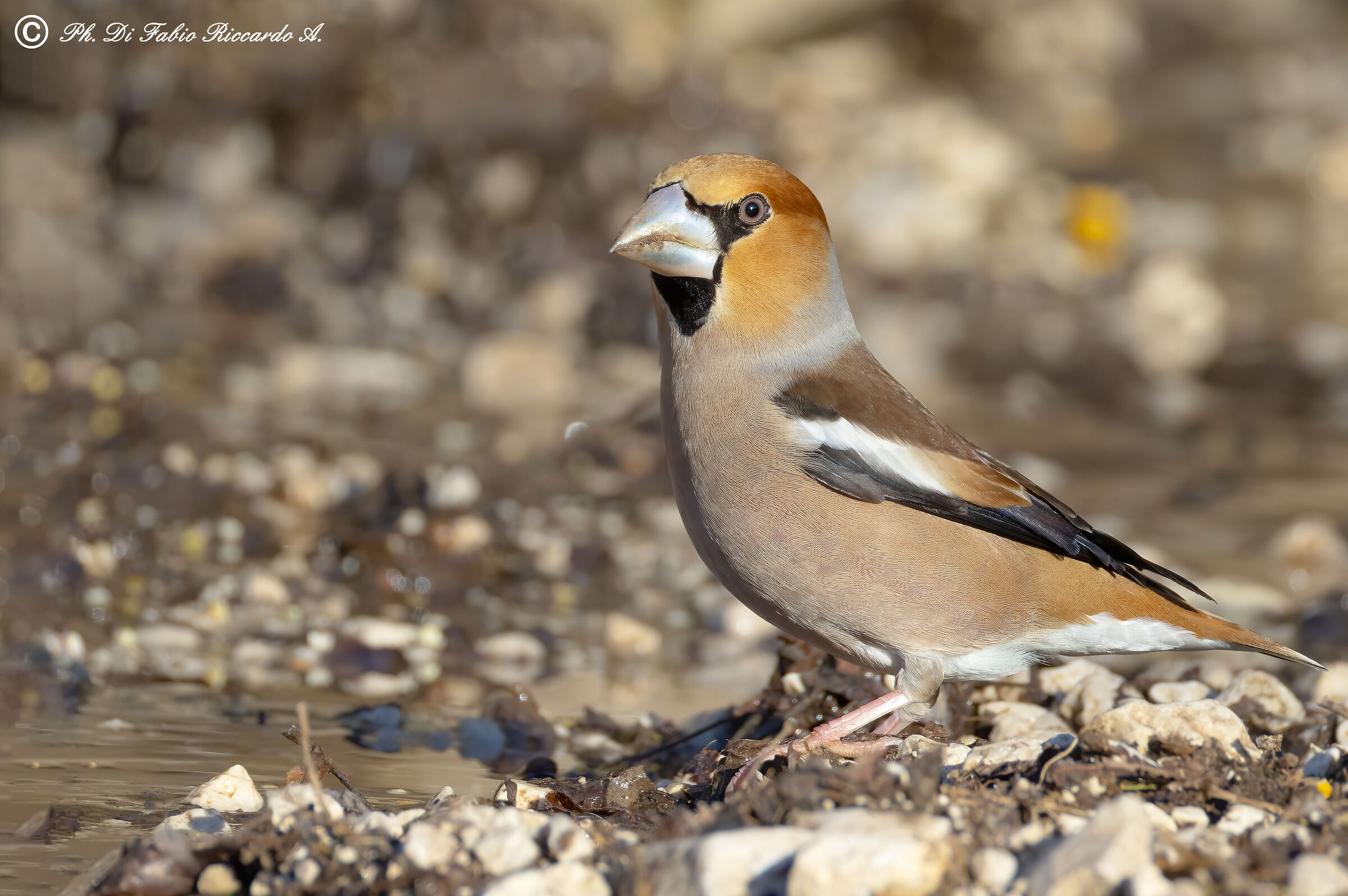 Male Hawfinch