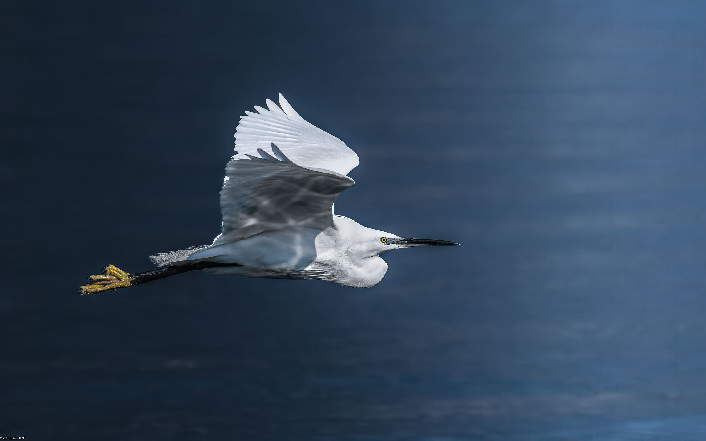 Egret