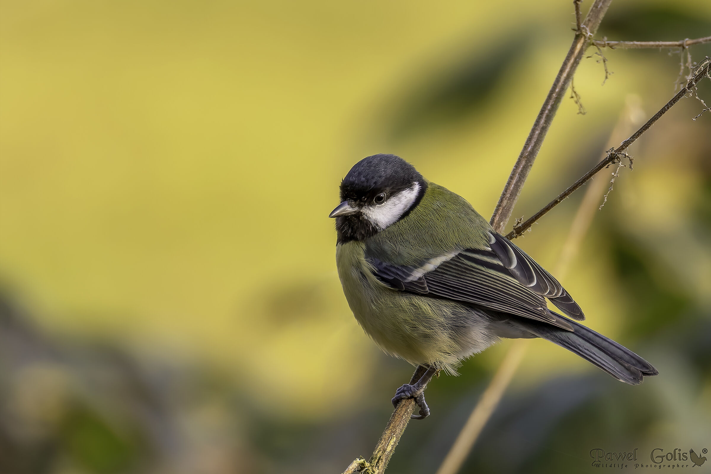 La cinciallegra (Parus major)