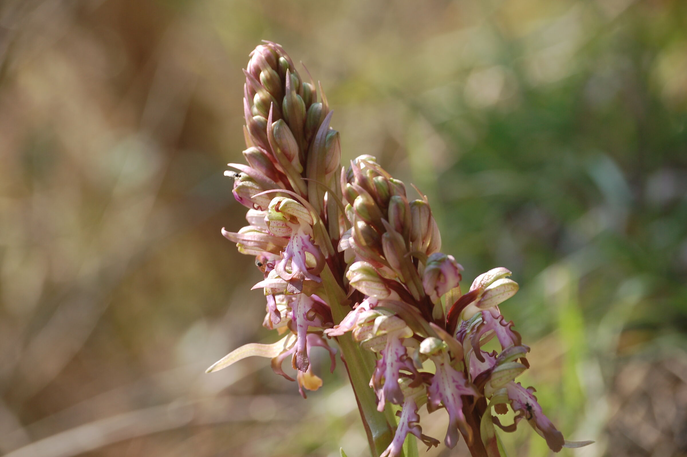 The first spontaneous orchid found this year