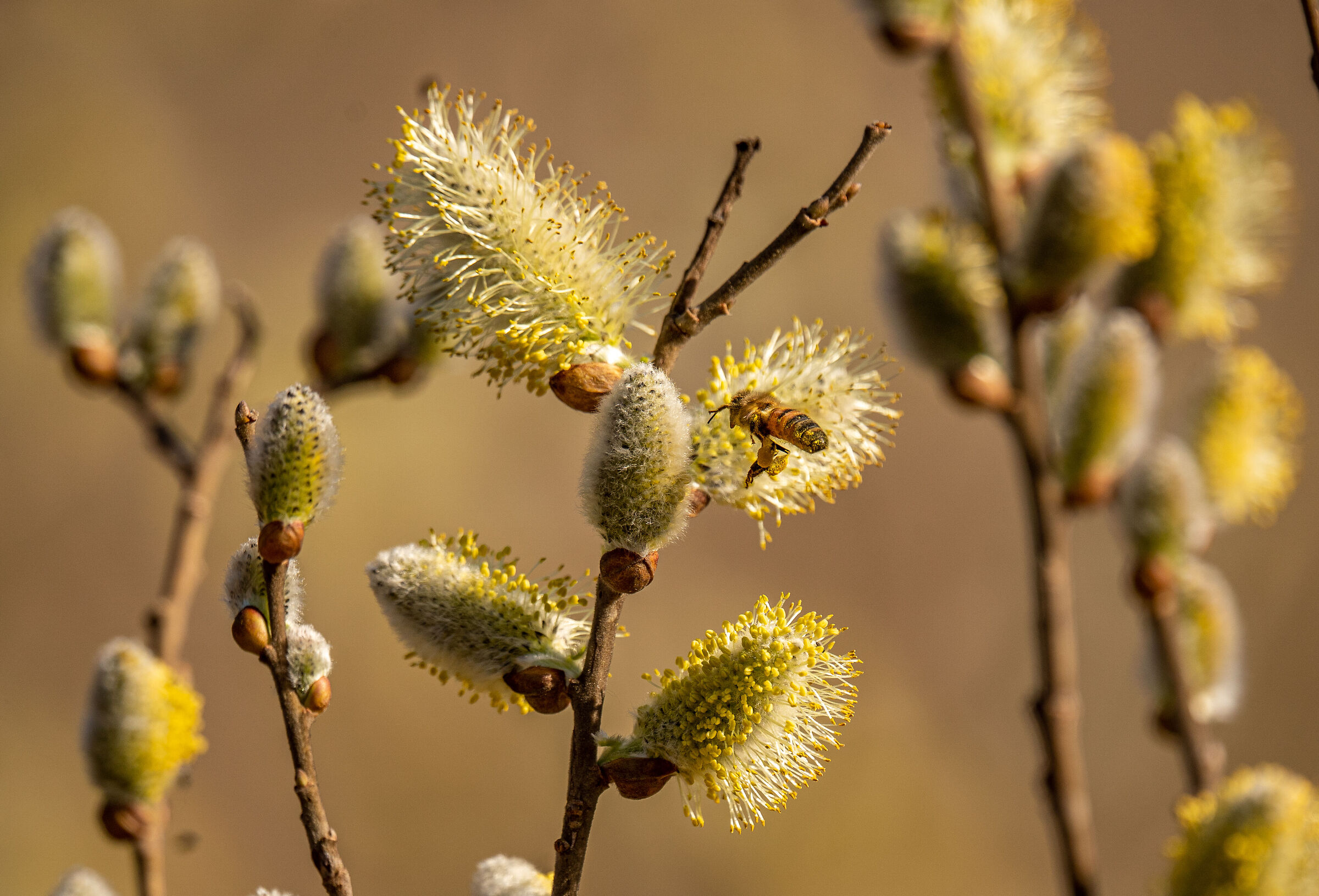 è arrivata la primavera